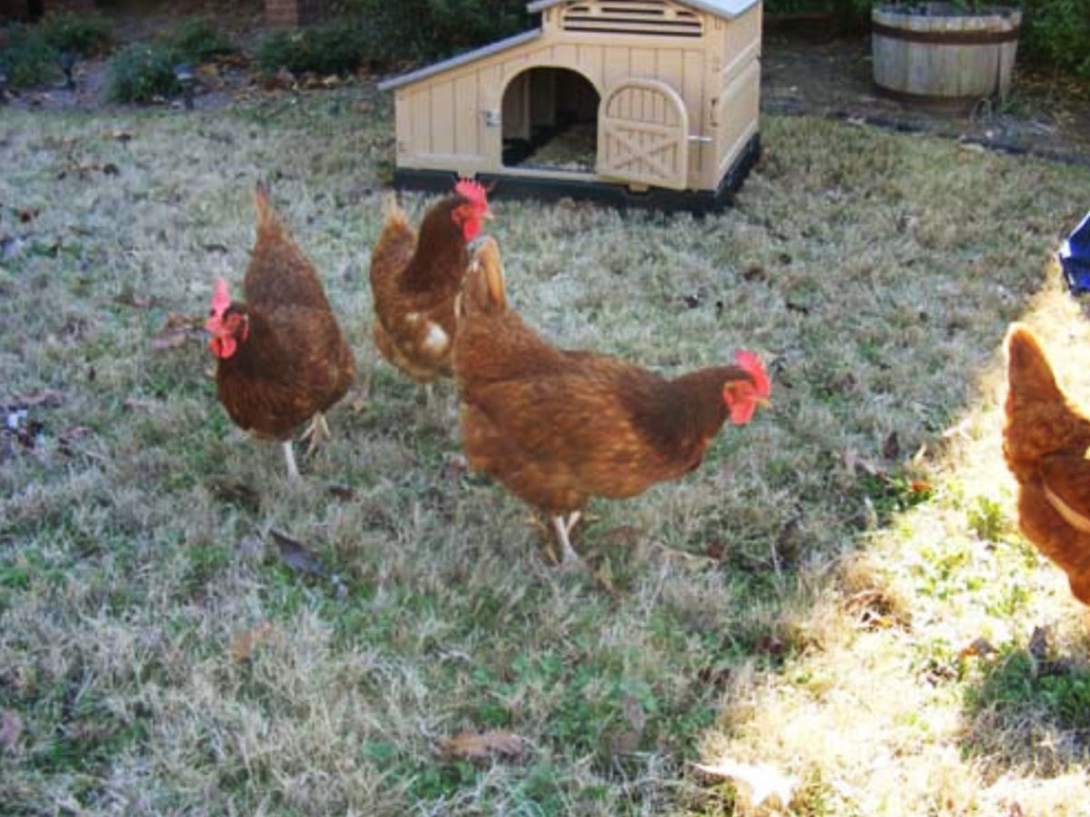 Snap Lock Standard Chicken Coop Kit