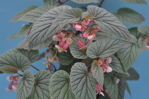 Begonia ‘Sinbad’ 00025