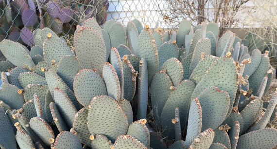 Beavertail Opuntia Cactus Cuttings