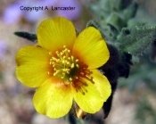Veatch's Blazing Star 00007