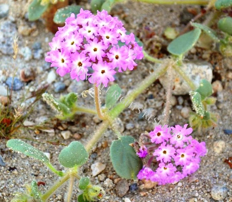 Sand Verbena