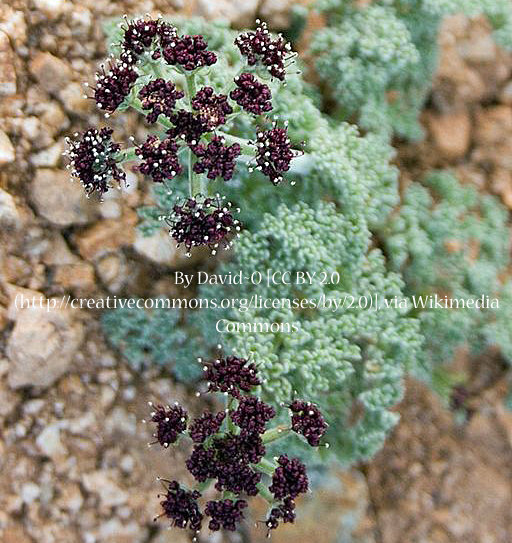 Desert Parsley 00044