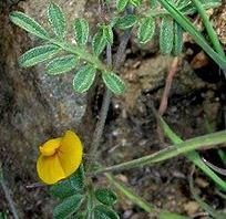 Bishop's Lotus LOST
