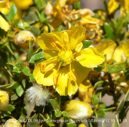 Creosote Bush 00051