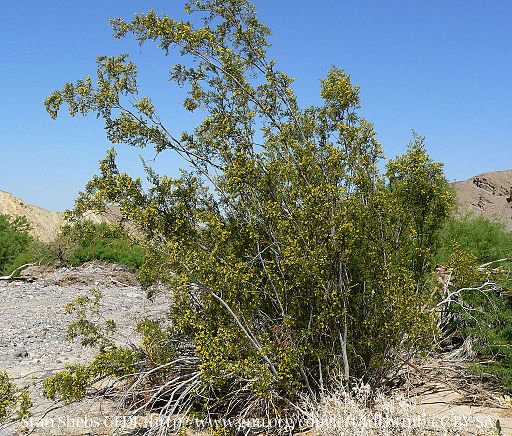 Creosote Bush