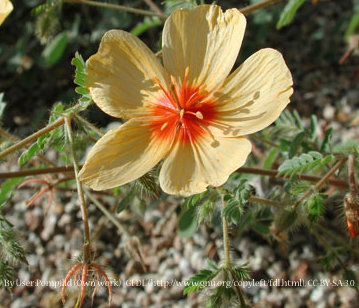 Arizona Poppy 00068