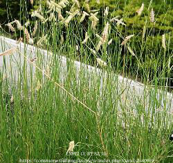 Blue Grama Grass 00076