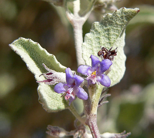 Desert Lavender 00135