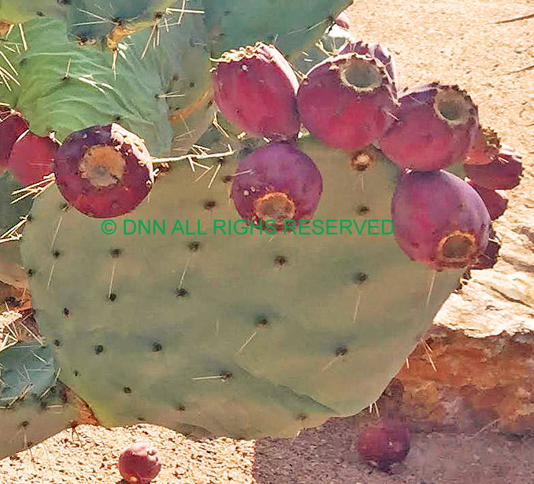Dinner Plate Cactus -Seed 00145