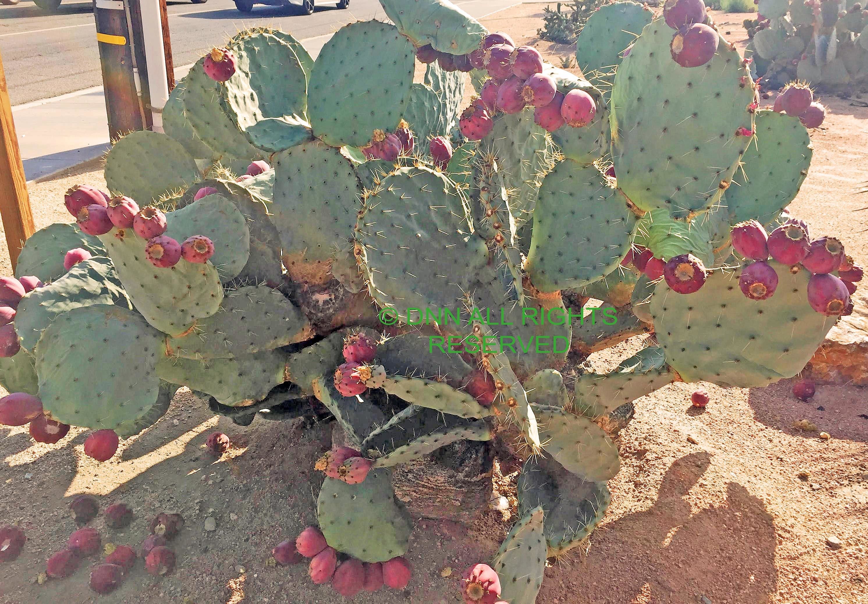 Dinner Plate Cactus -Seed