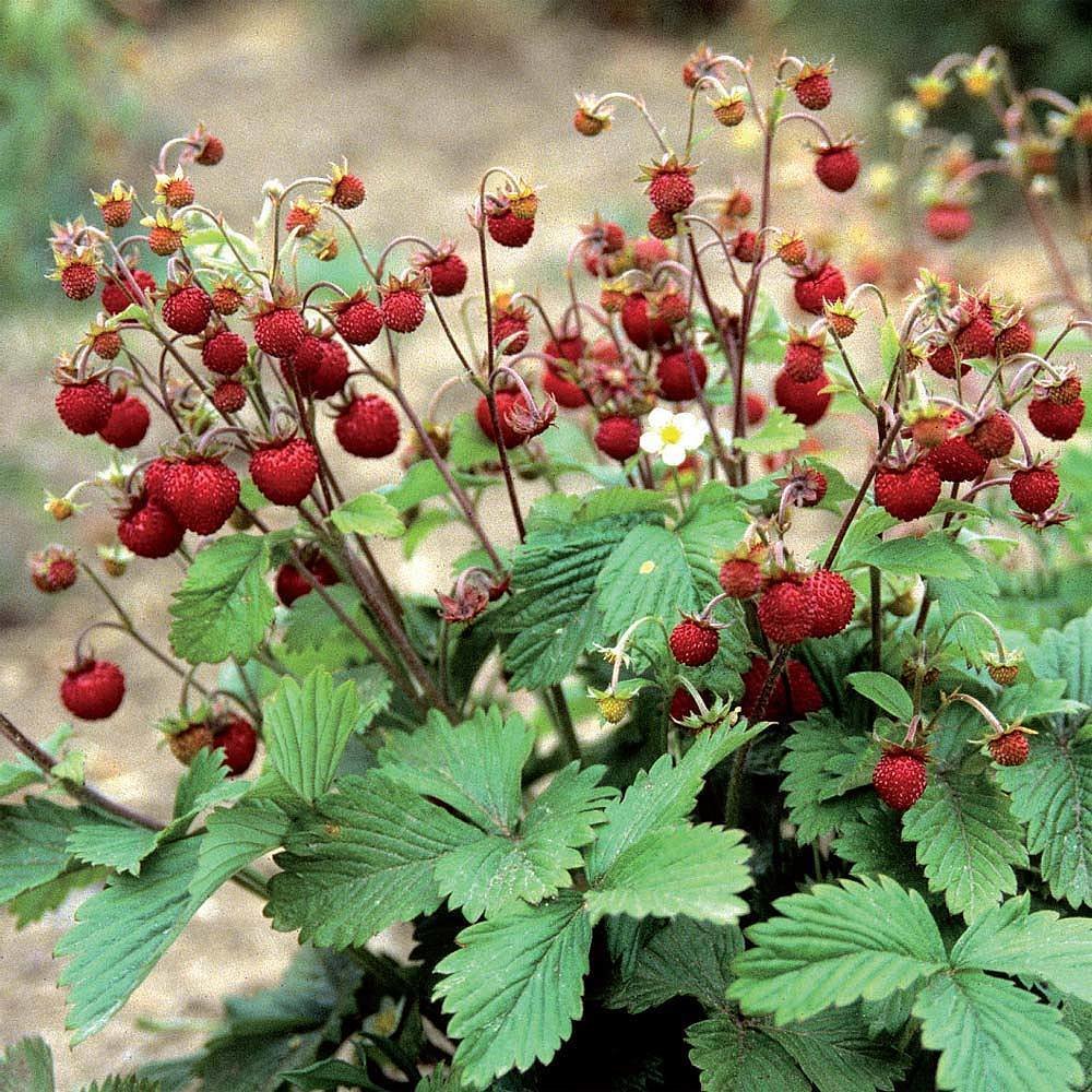 Wild Runnering Woodland Strawberry 50+ Seeds Store