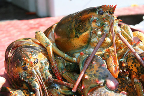 Live Lobster 00000