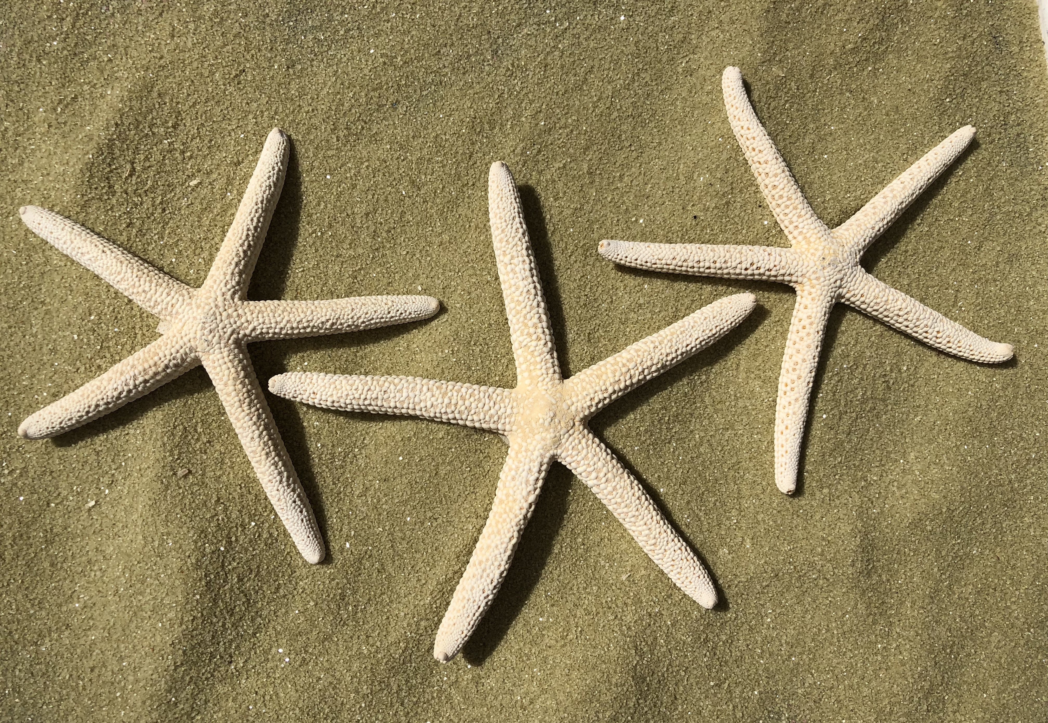 3"+ Starfish (3-Pack) 10021