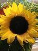 Images In Bloom shop