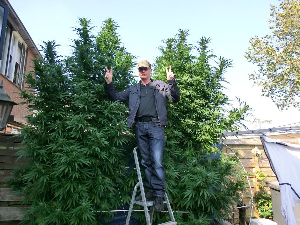как вырастить марихуану на дереве