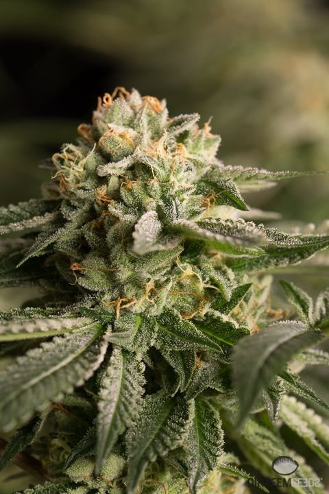 Dinafem Seeds - Remo Chemo