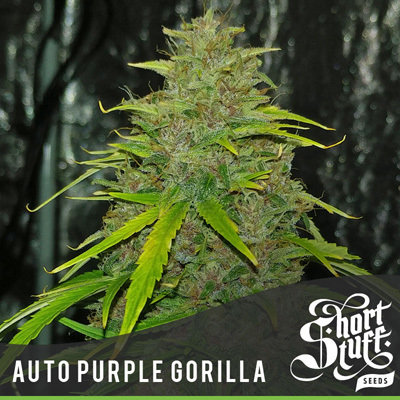 Short Stuff Seeds - Auto Purple Gorilla (auto/fem.)