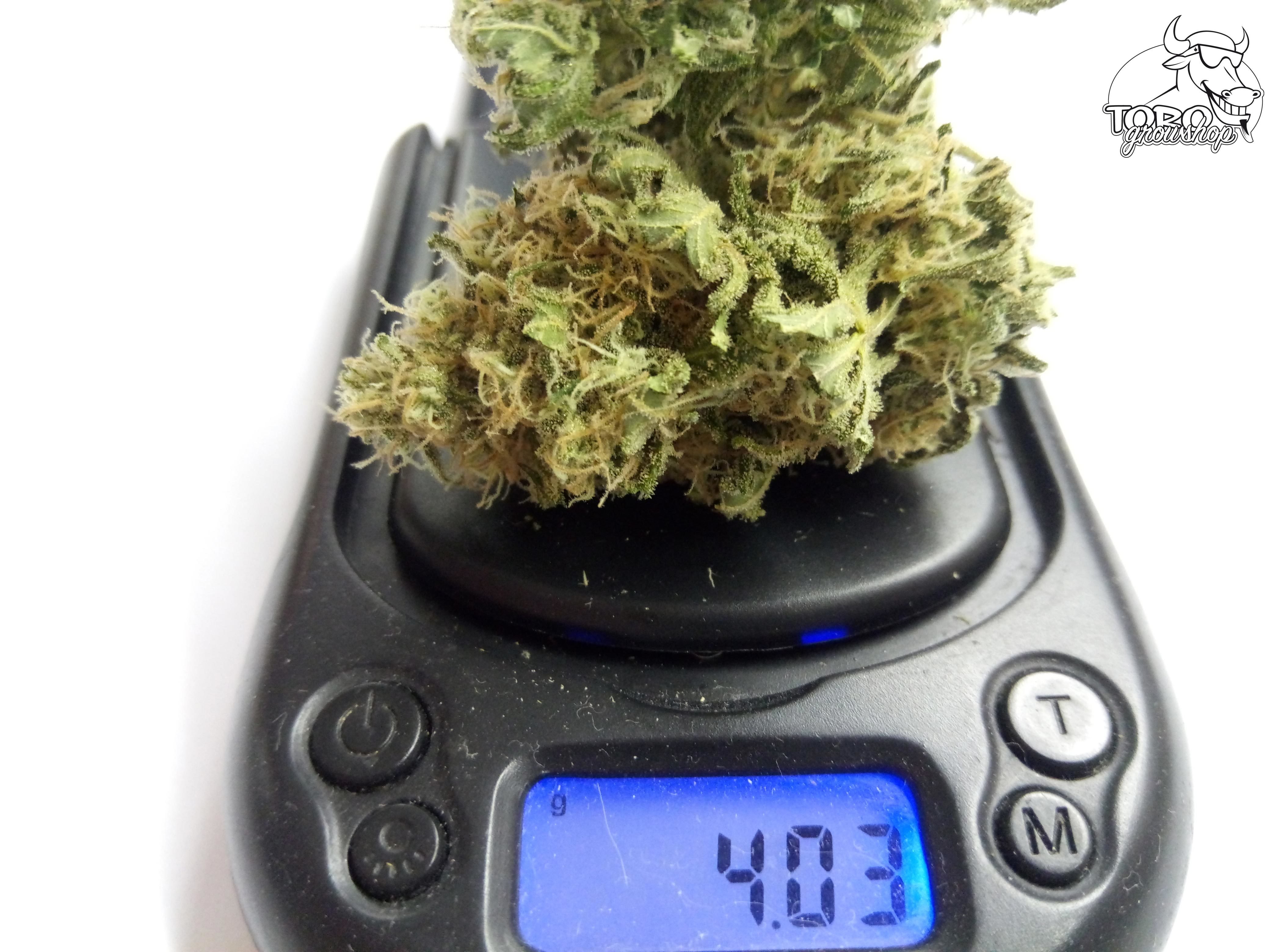 Весы марихуана олх семена конопляные