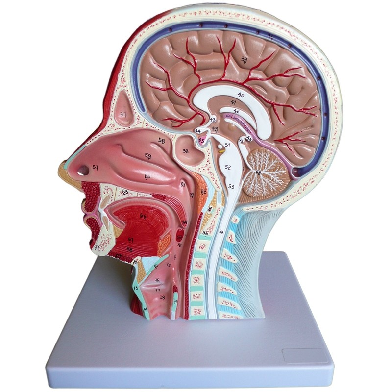 Head and Throat Anatomy – Products – Medical Models