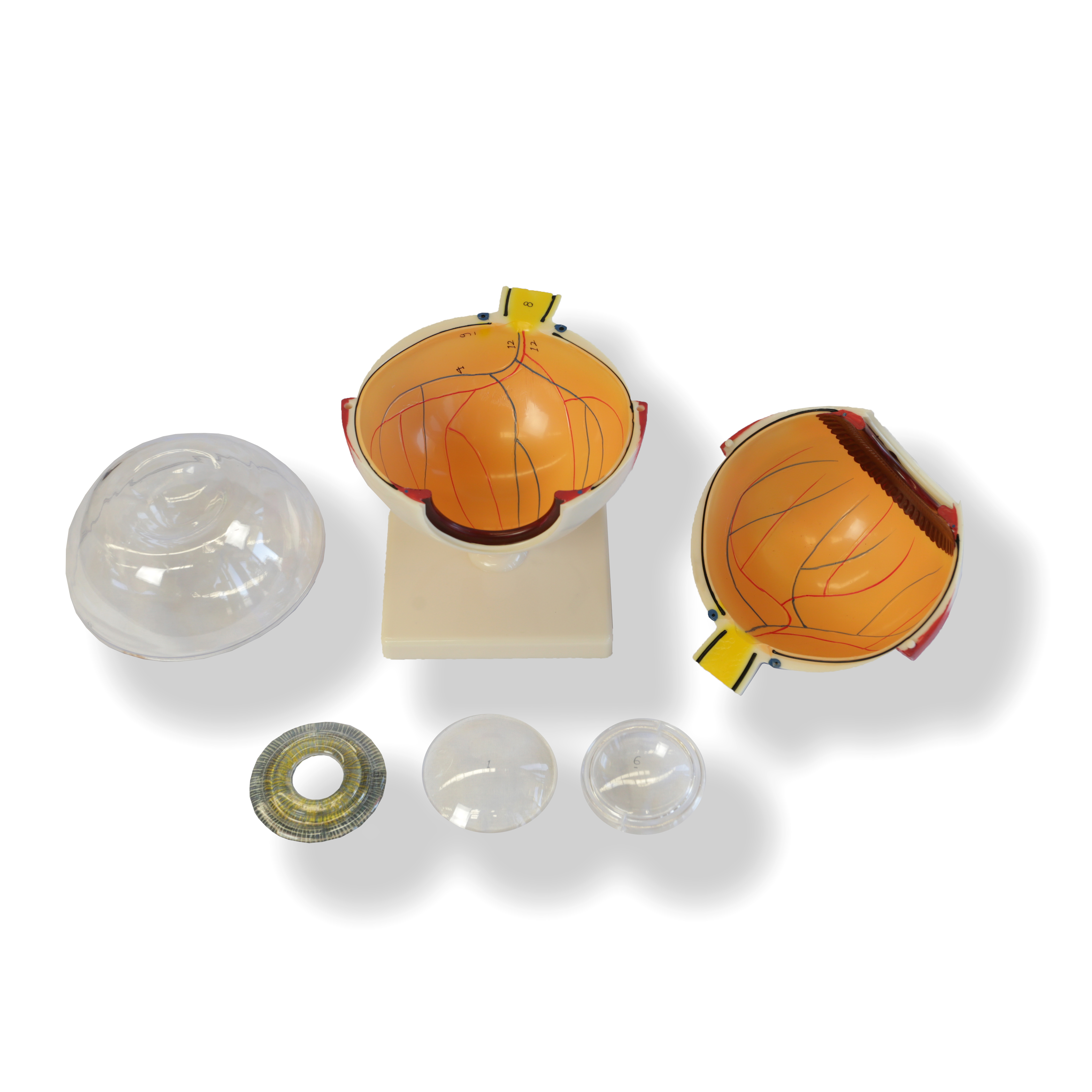 Advanced Anatomical Human Eye Model Eye Models Products Medical