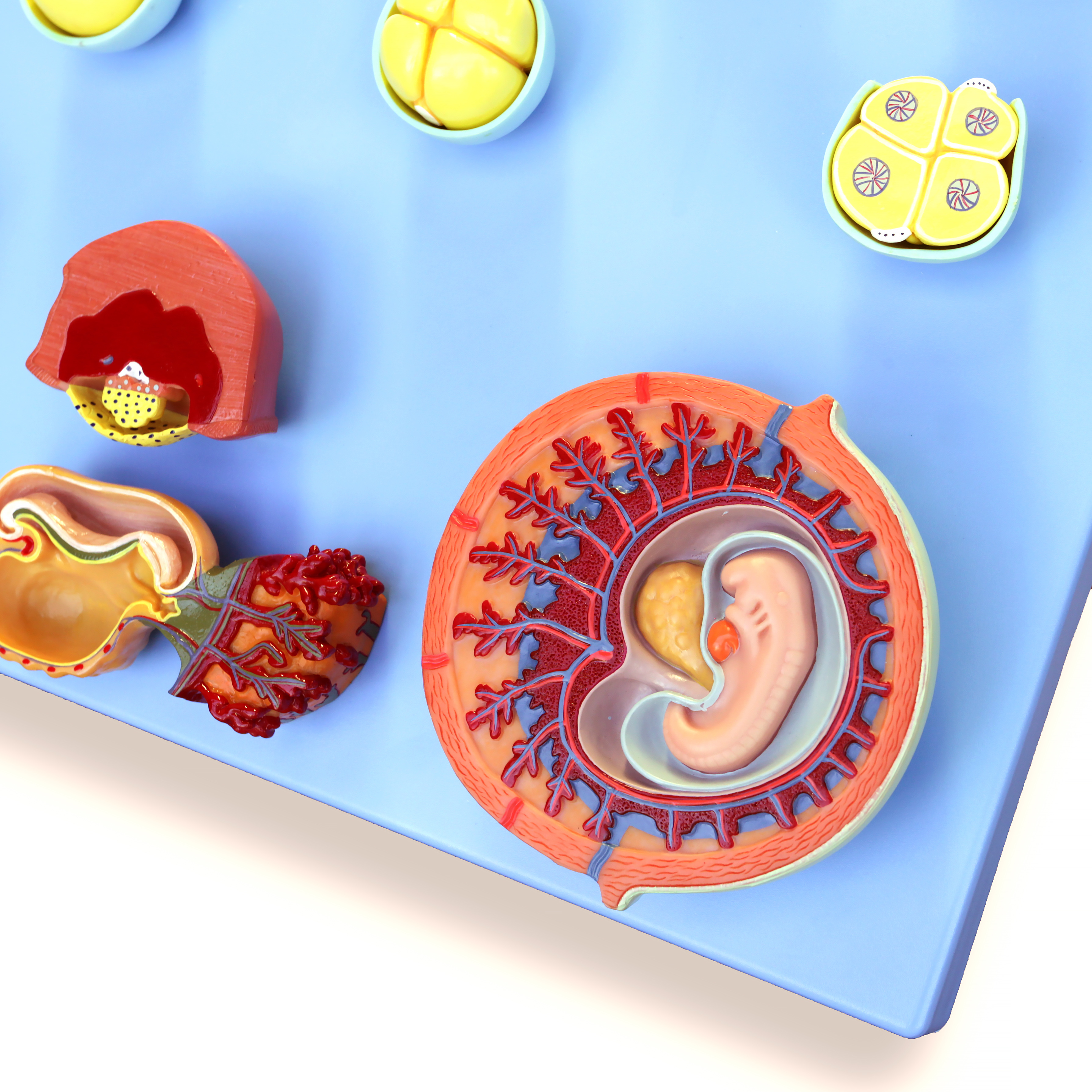 Prenatal Development Model – Ovum to 1 Month Old Embryo | Female ...