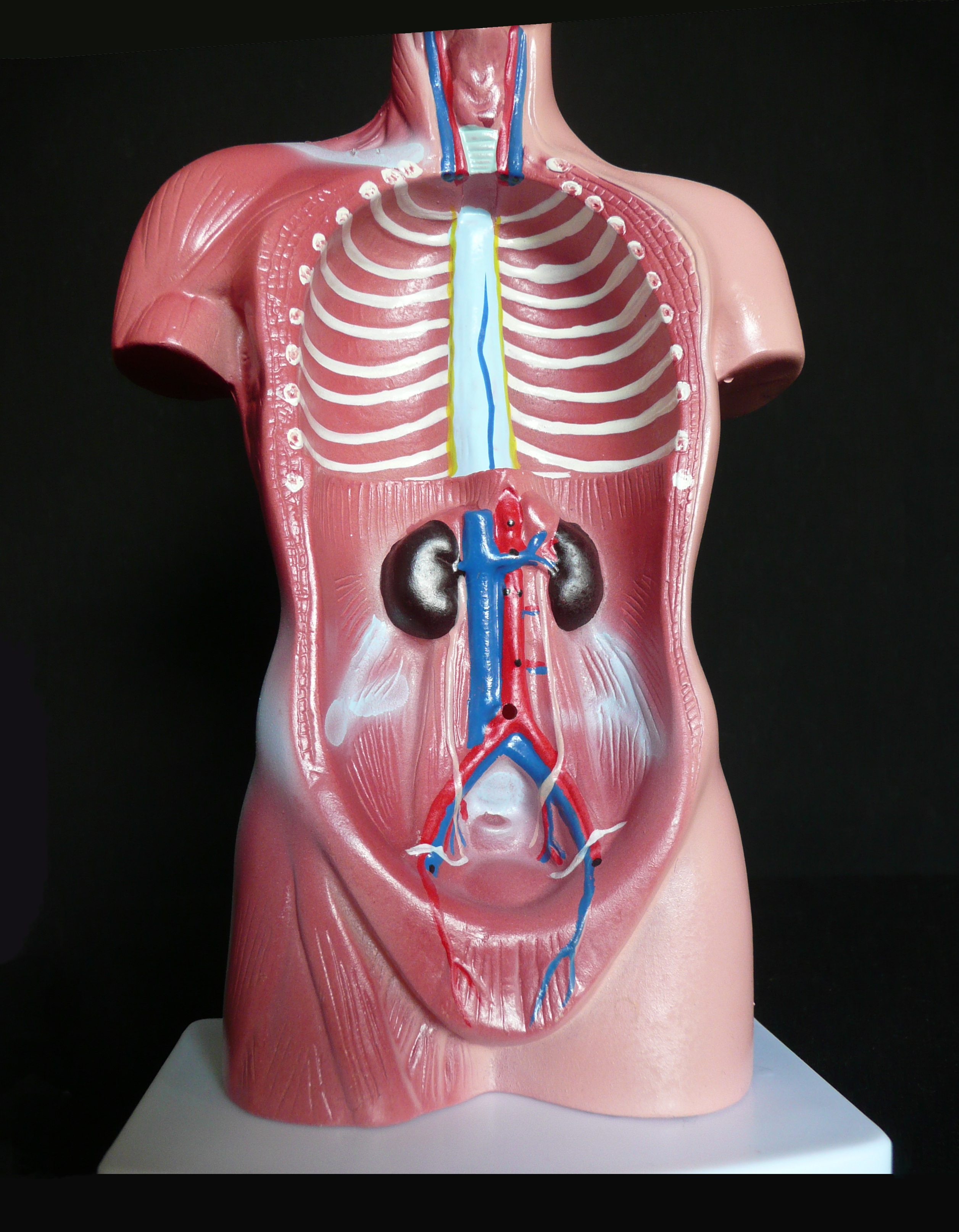figure 2.7 human torso model