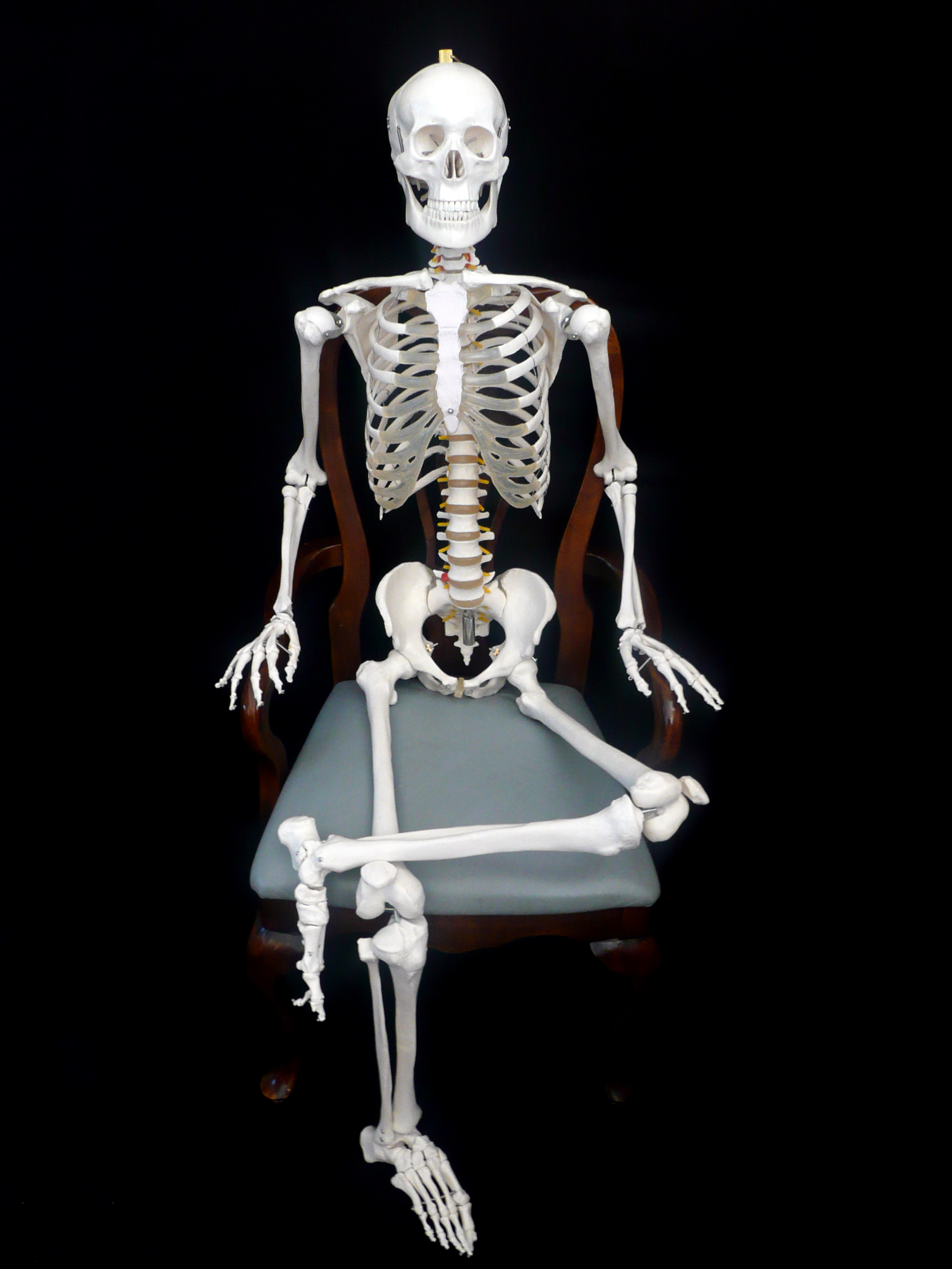 180cm Tall LifeSize Human Anatomical Skeleton Model