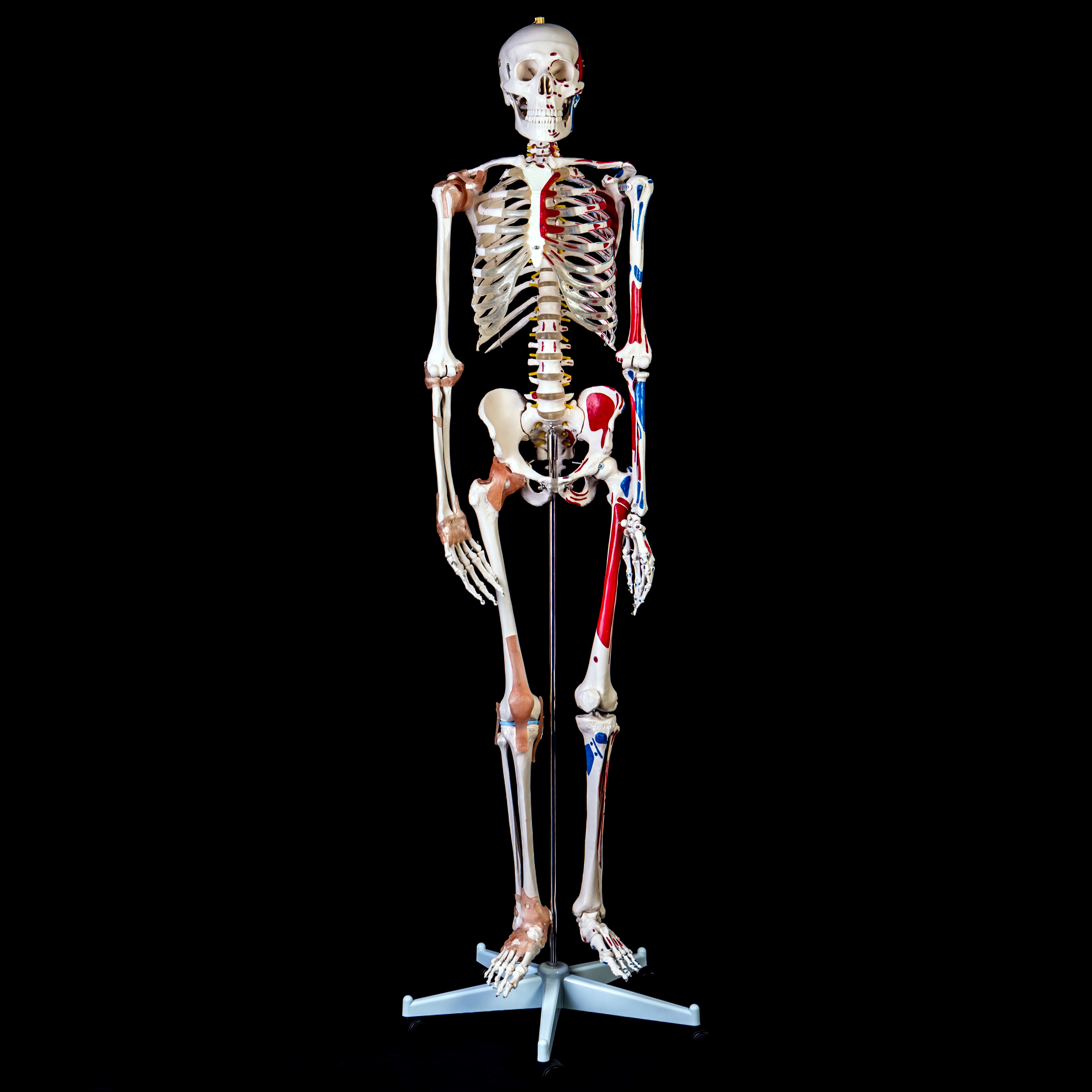 Advanced 180cm Tall LifeSize Human Anatomical Skeleton Model with
