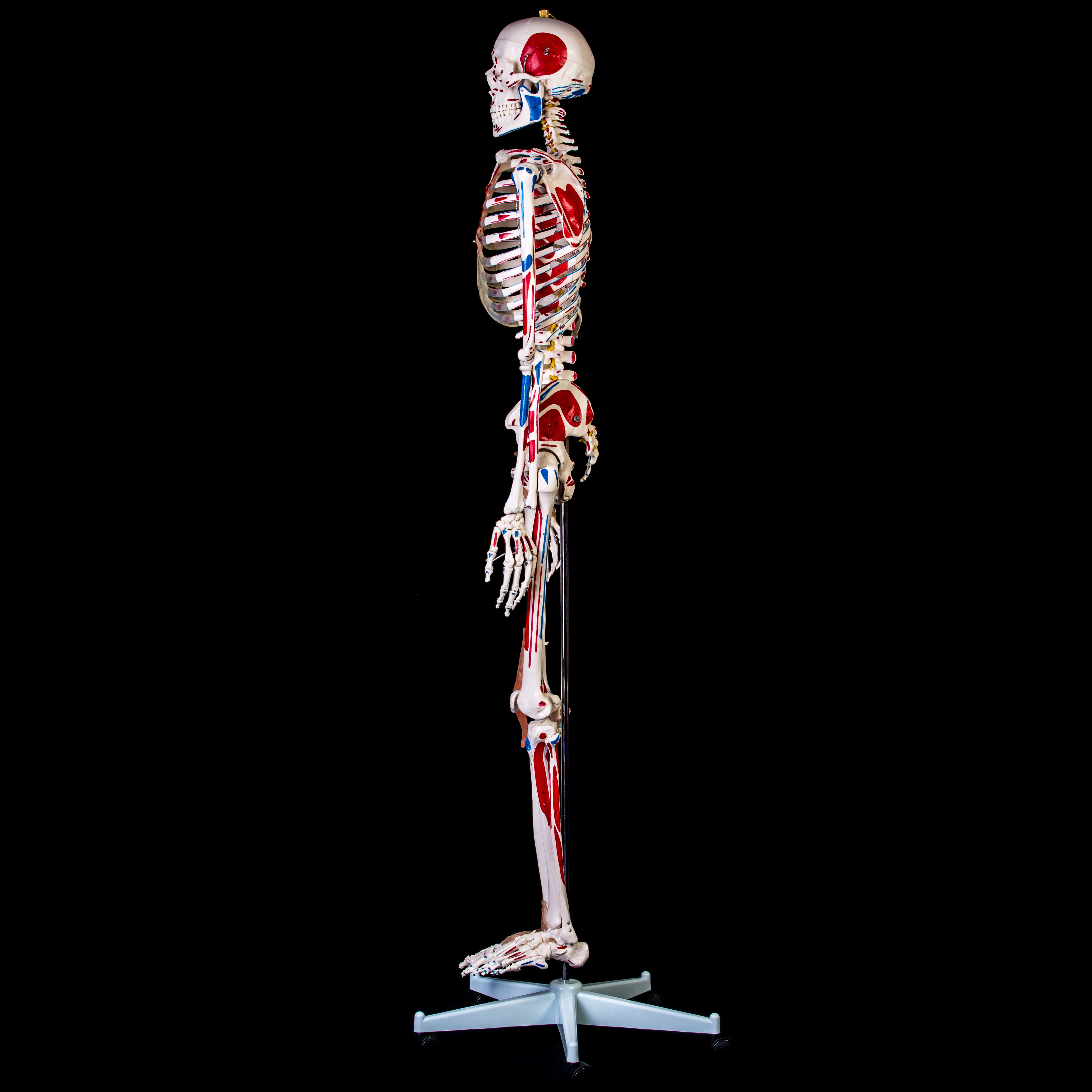 Anatomical Human Skeleton Model - 1/2 Life Size, 85cm Tall, Movable Arms & Legs, 3-Part Skull
