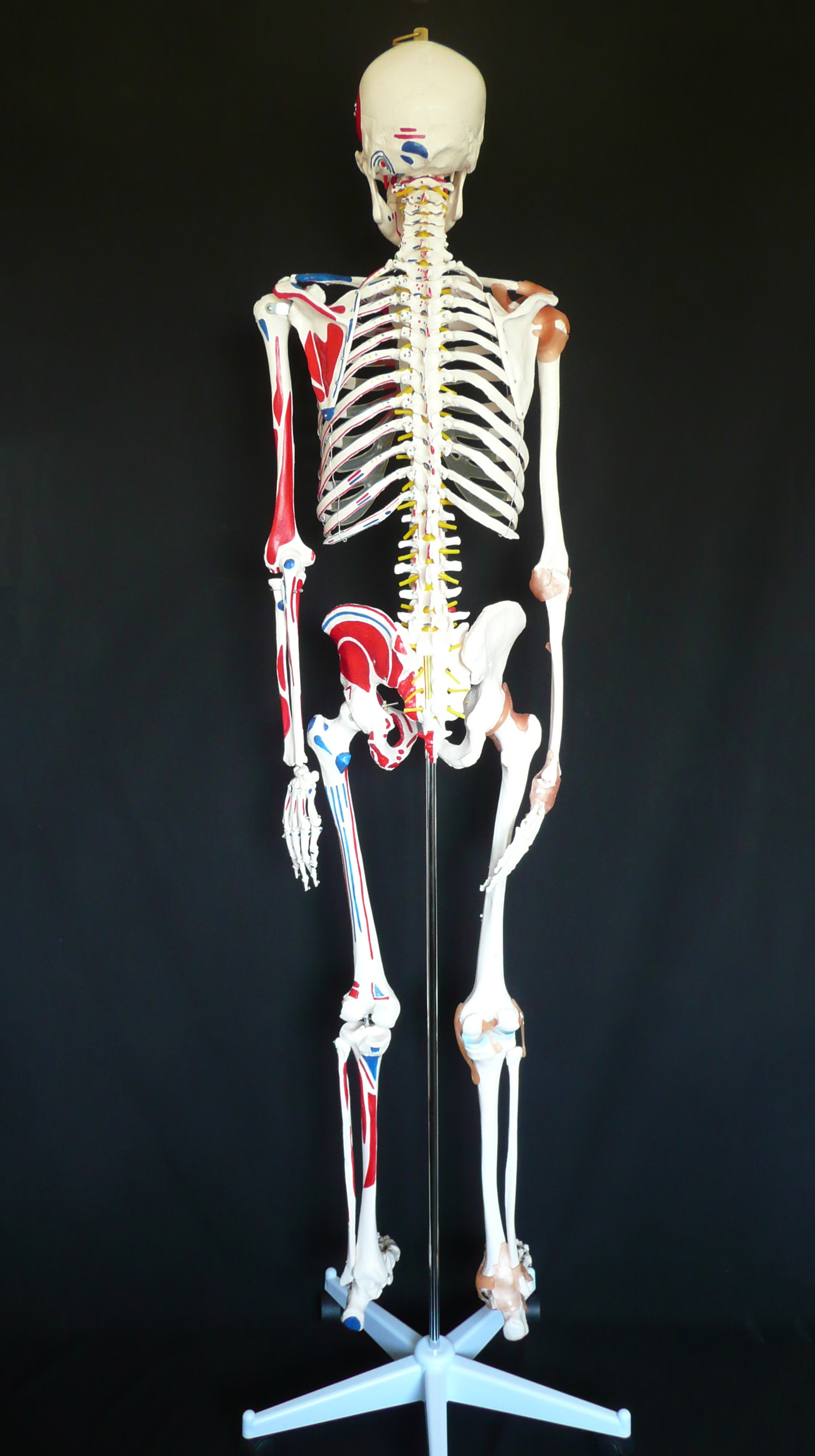 180cm Tall Life-Size Human Anatomical Skeleton Model with Ligaments