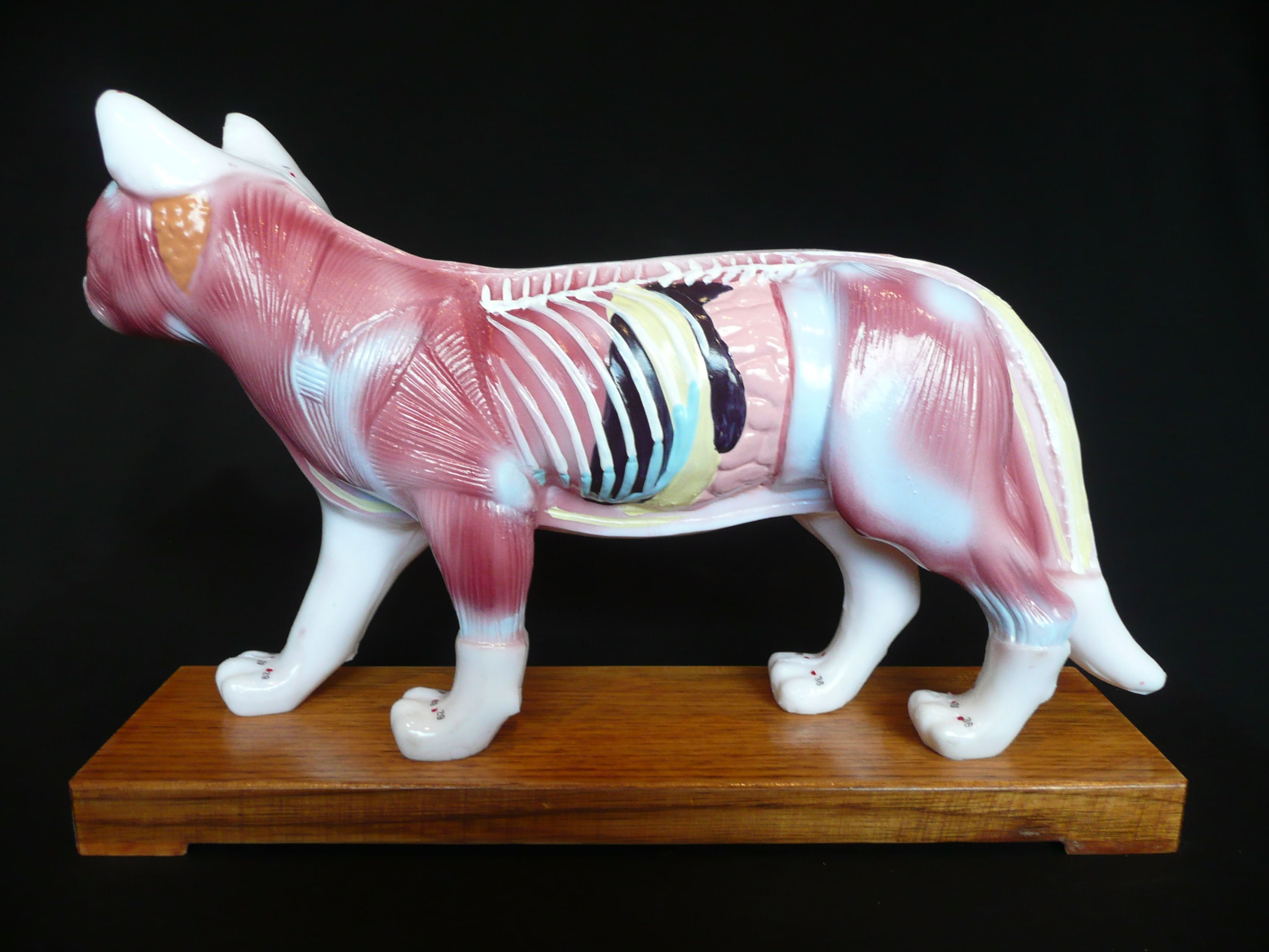Anatomical Veterinarian’s Feline Cat Acupuncture Model Animal Models