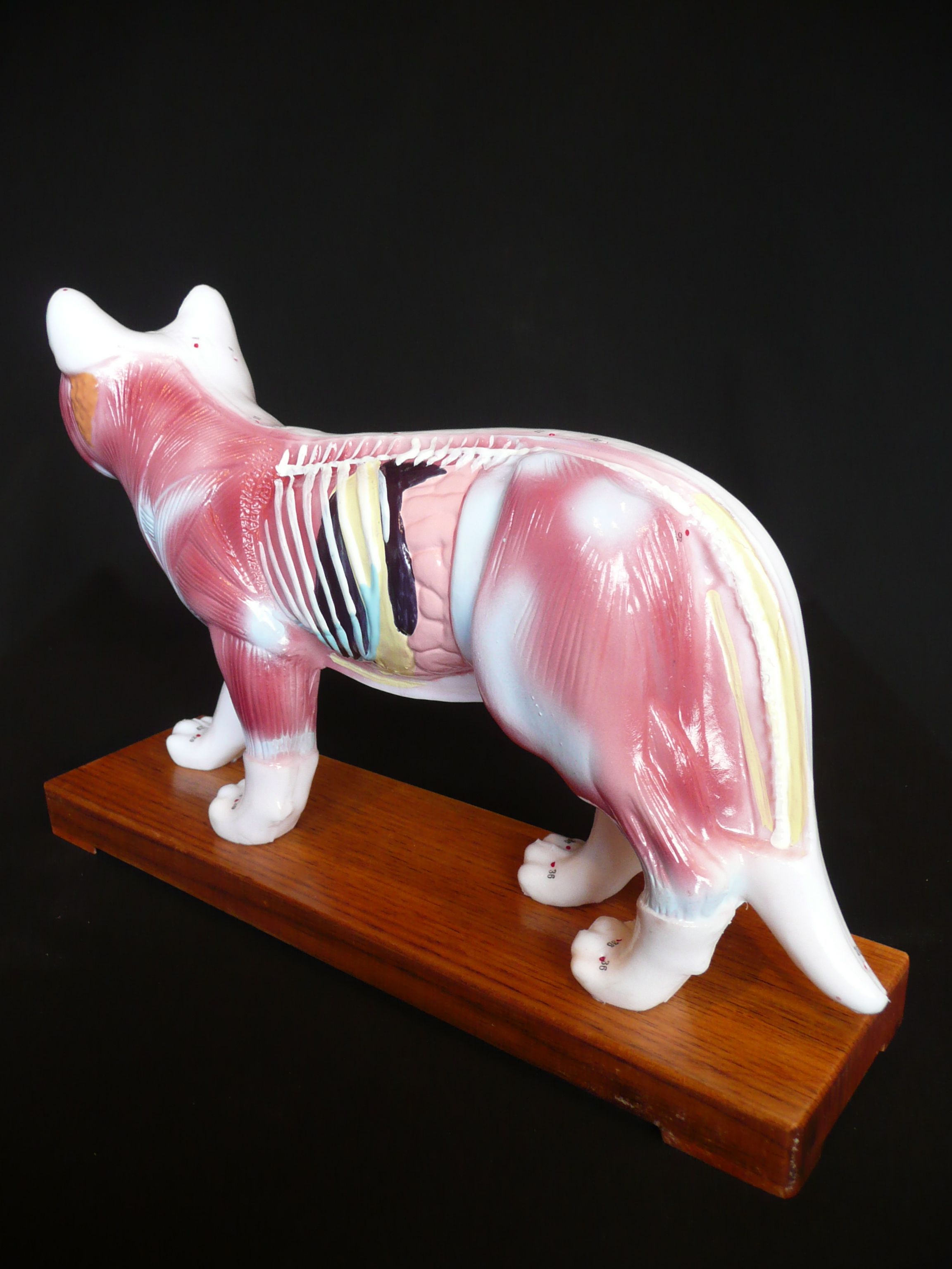 Anatomical Veterinarian’s Feline Cat Acupuncture Model Animal Models