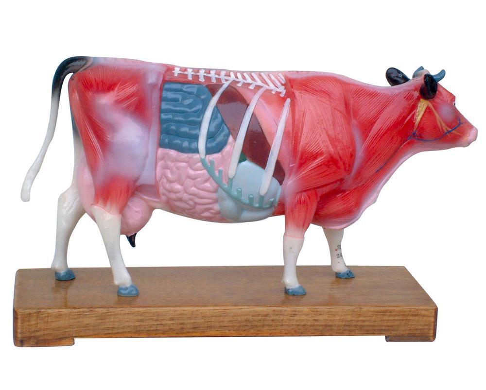 Anatomical Veterinarian’s Cattle Cow Bovine Acupuncture Model | Animal