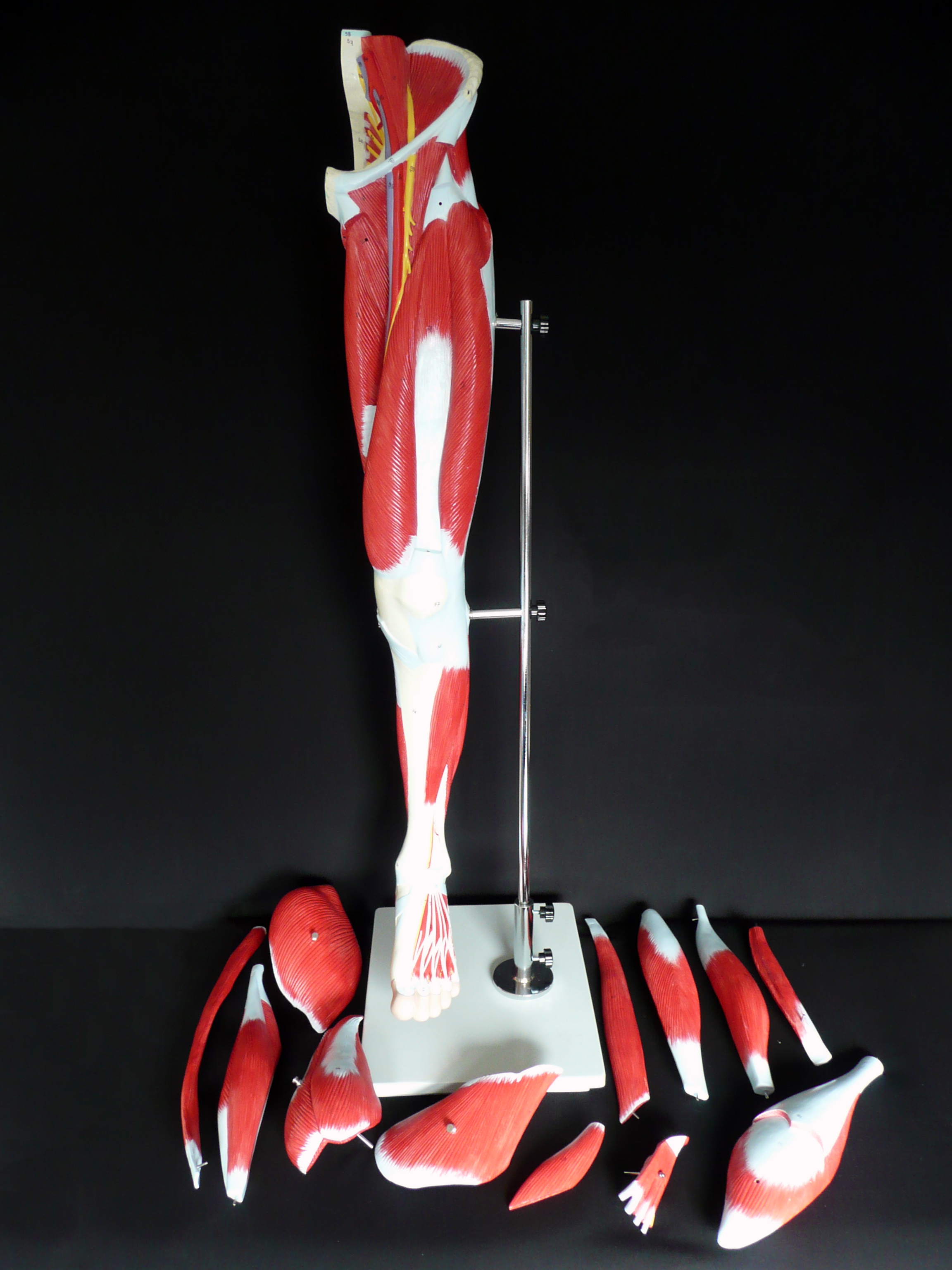 LifeSize Anatomical Human Leg Muscle Model Muscle Models Products