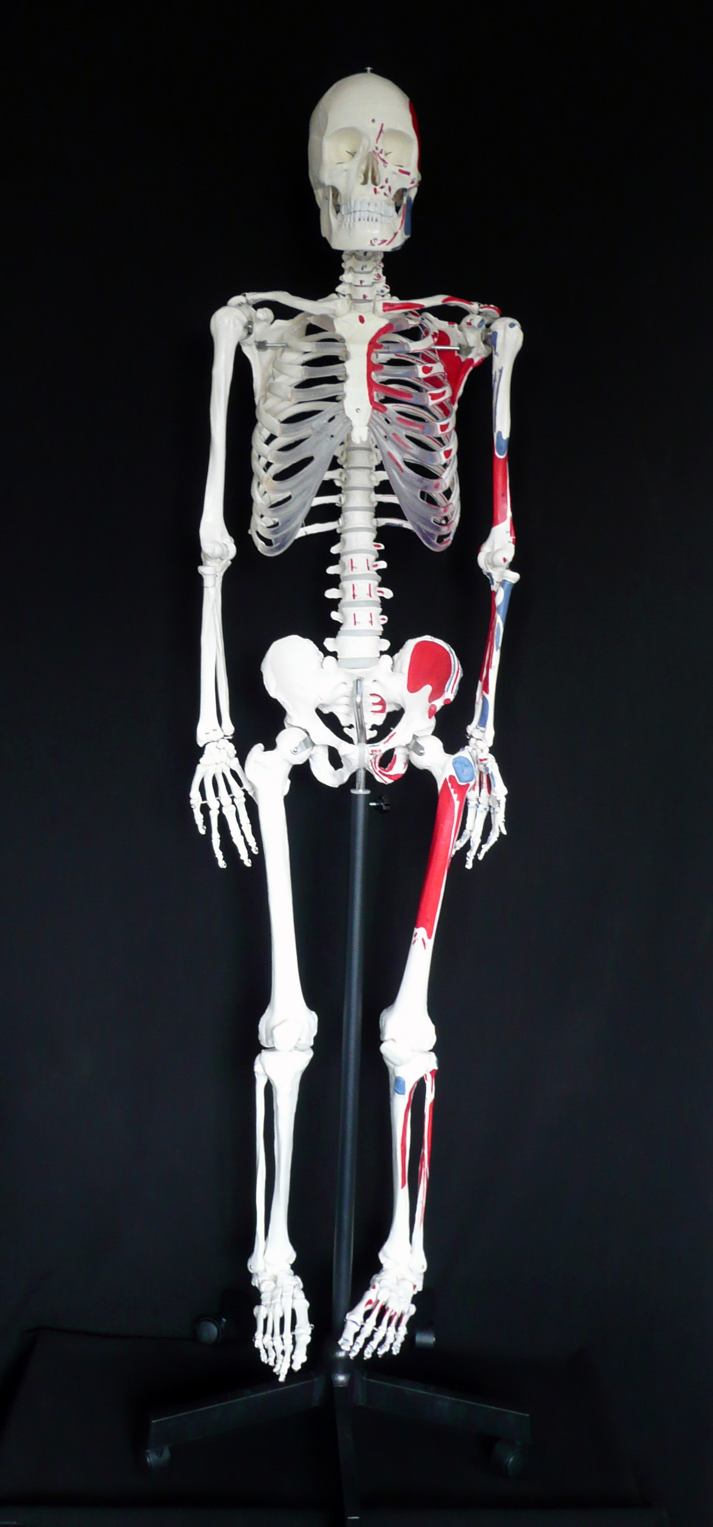 170cm Tall Life-Size Human Anatomical Skeleton Model with Muscle