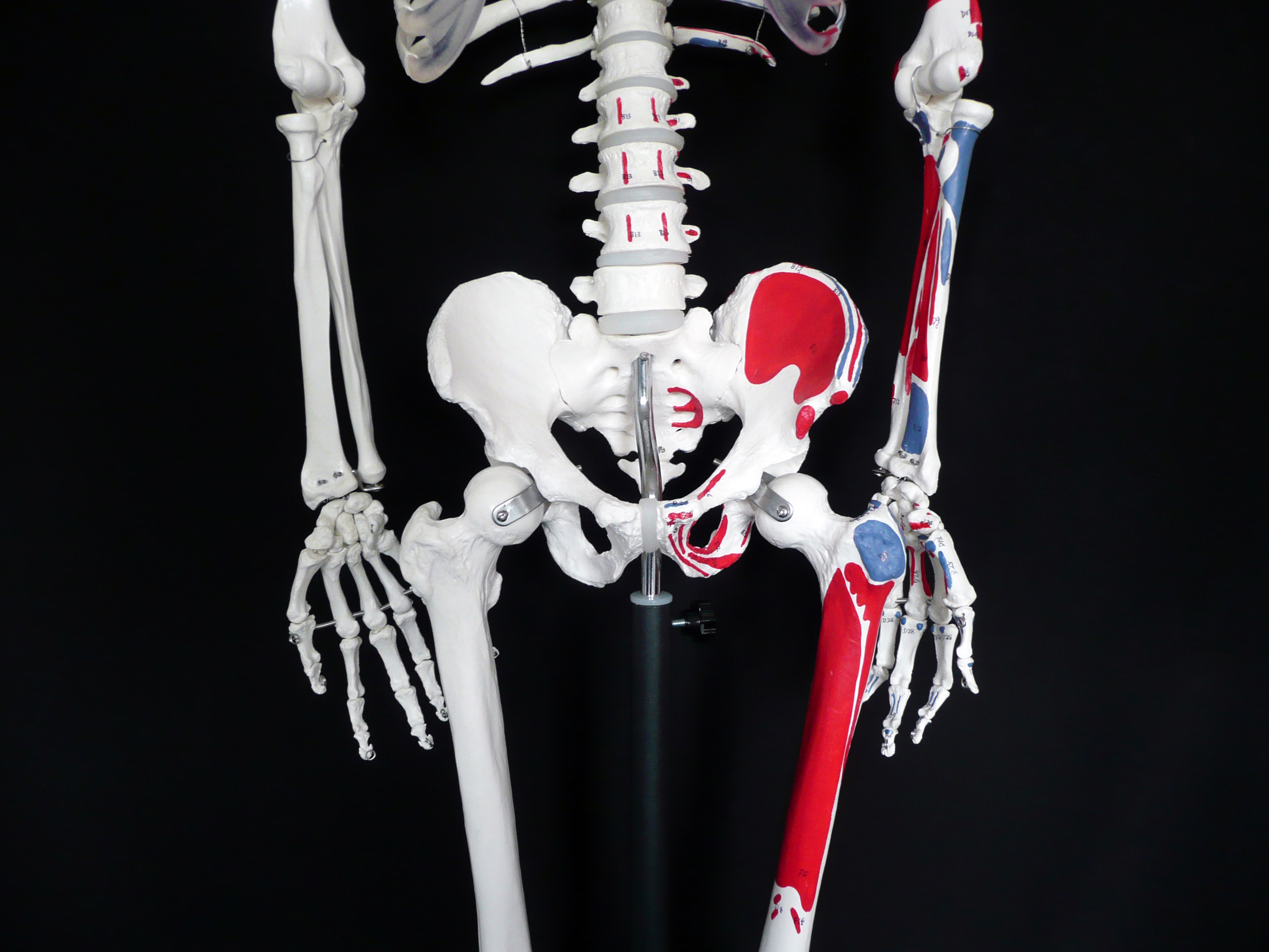 Cm Tall Life Size Human Anatomical Skeleton Model With Muscle Insertions And Origins