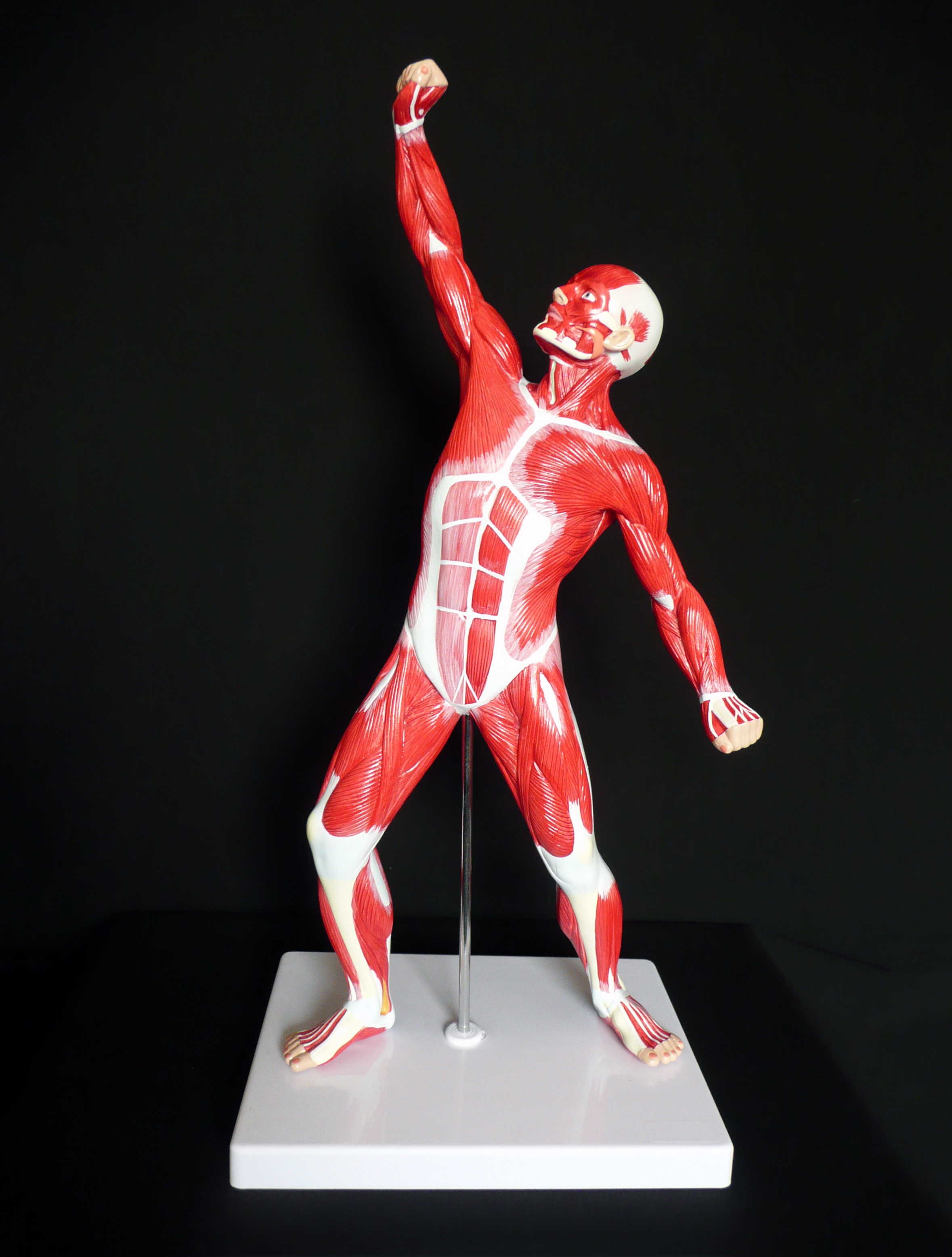 poseable anatomy figure online