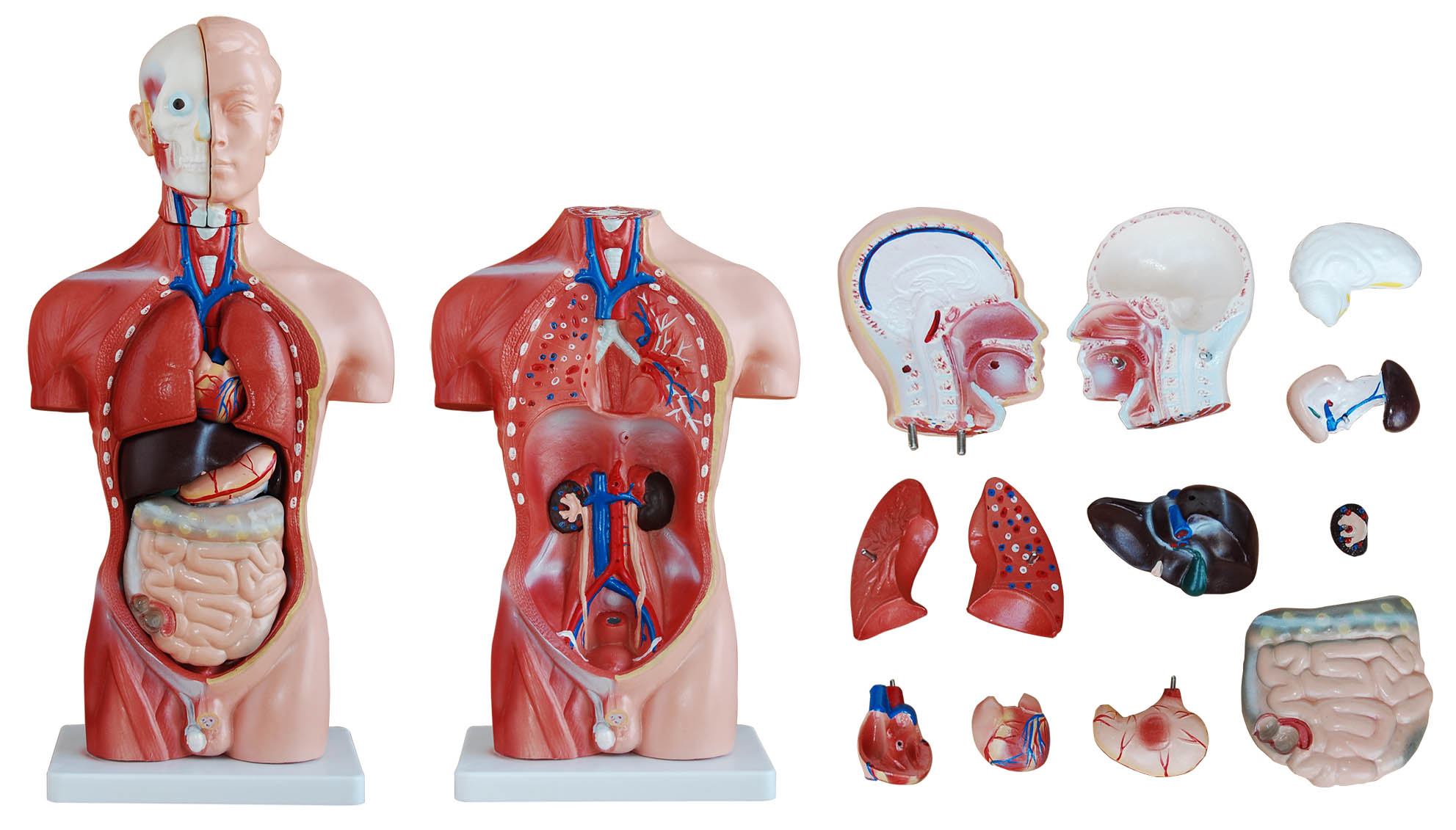 42cm Tall Human Anatomical Male Torso Model | Torso Models ...