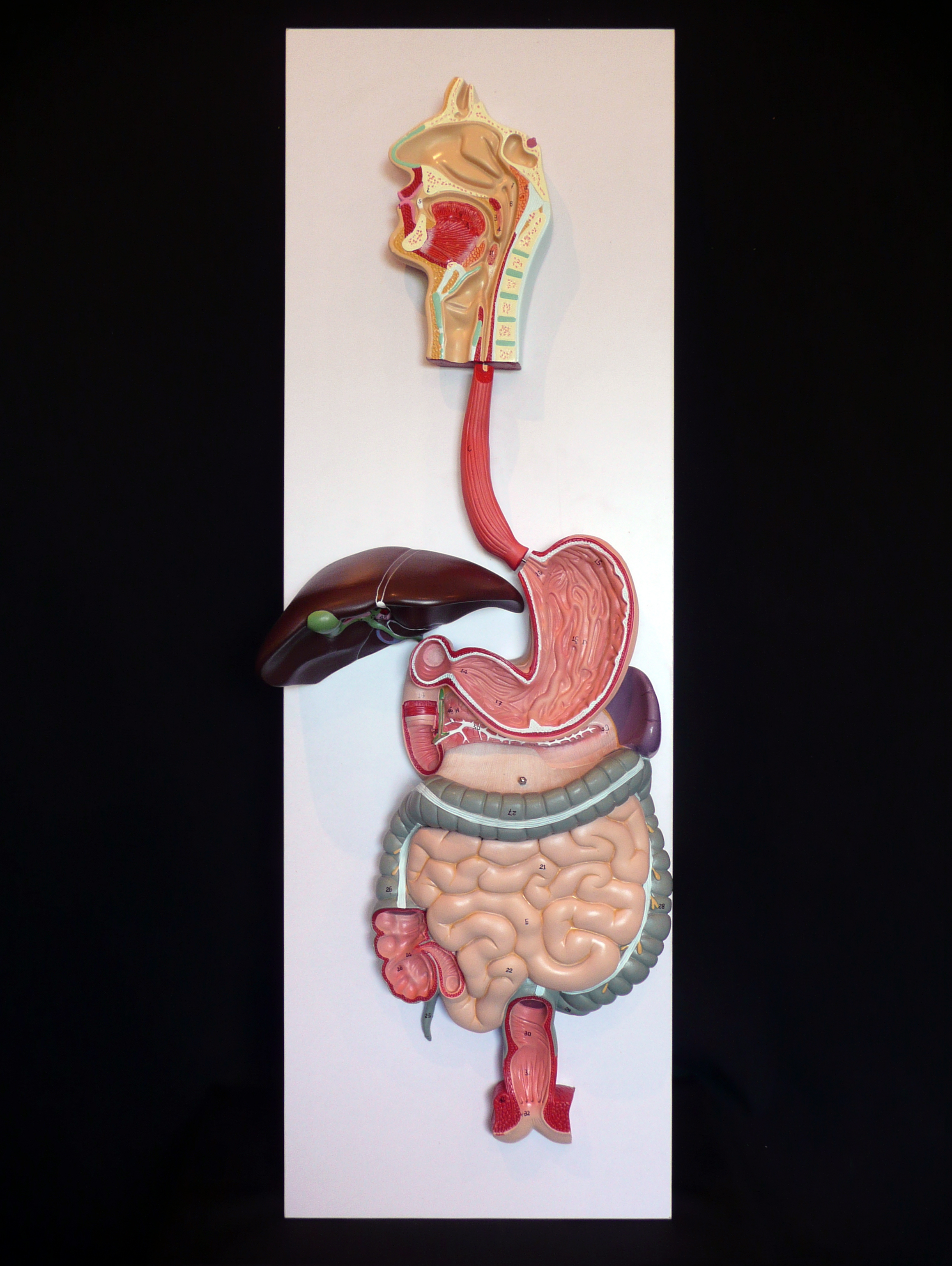 Anatomical Human Digestive System Model | Organs – Products – Medical ...