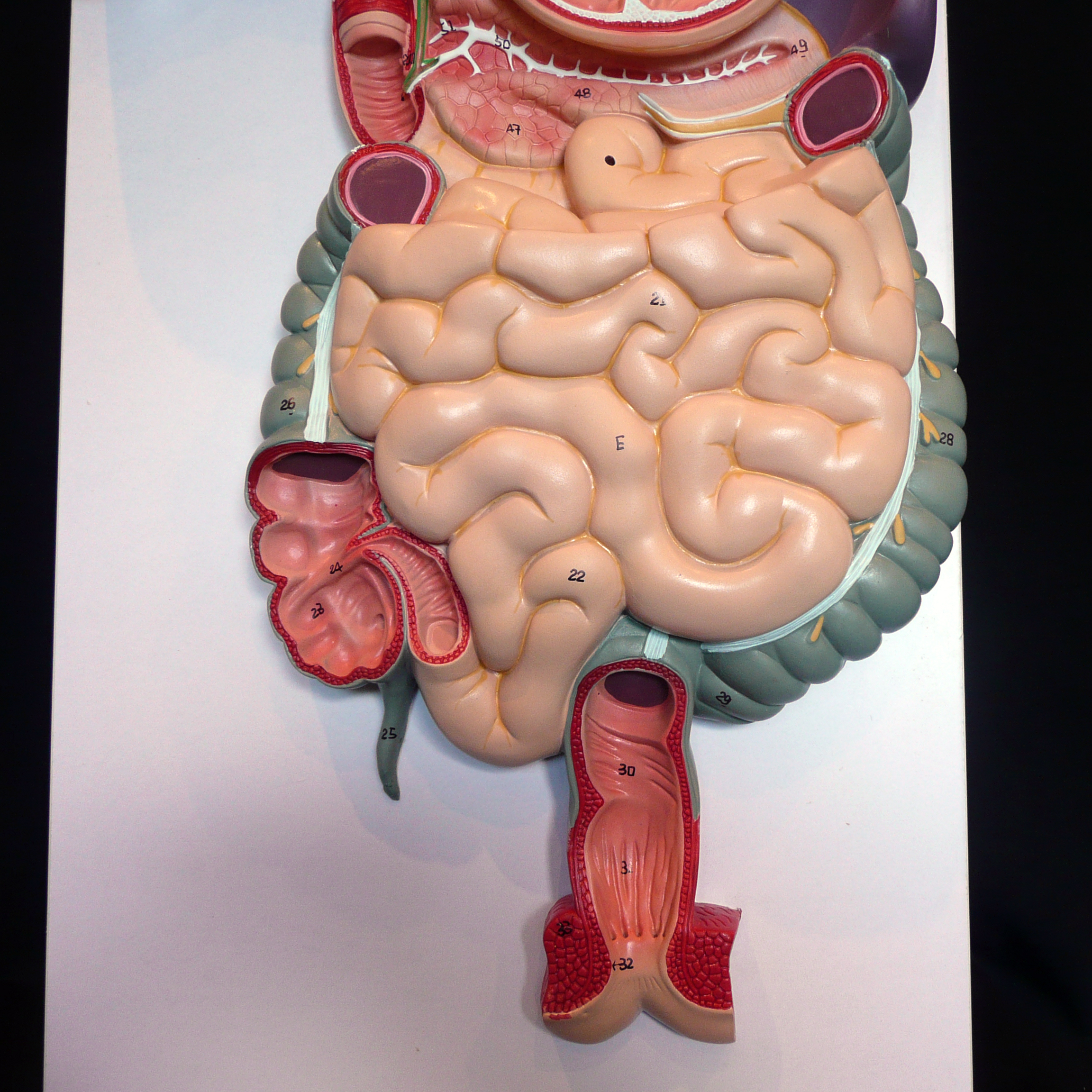 Anatomical Human Digestive System Model | Organs – Products – Medical