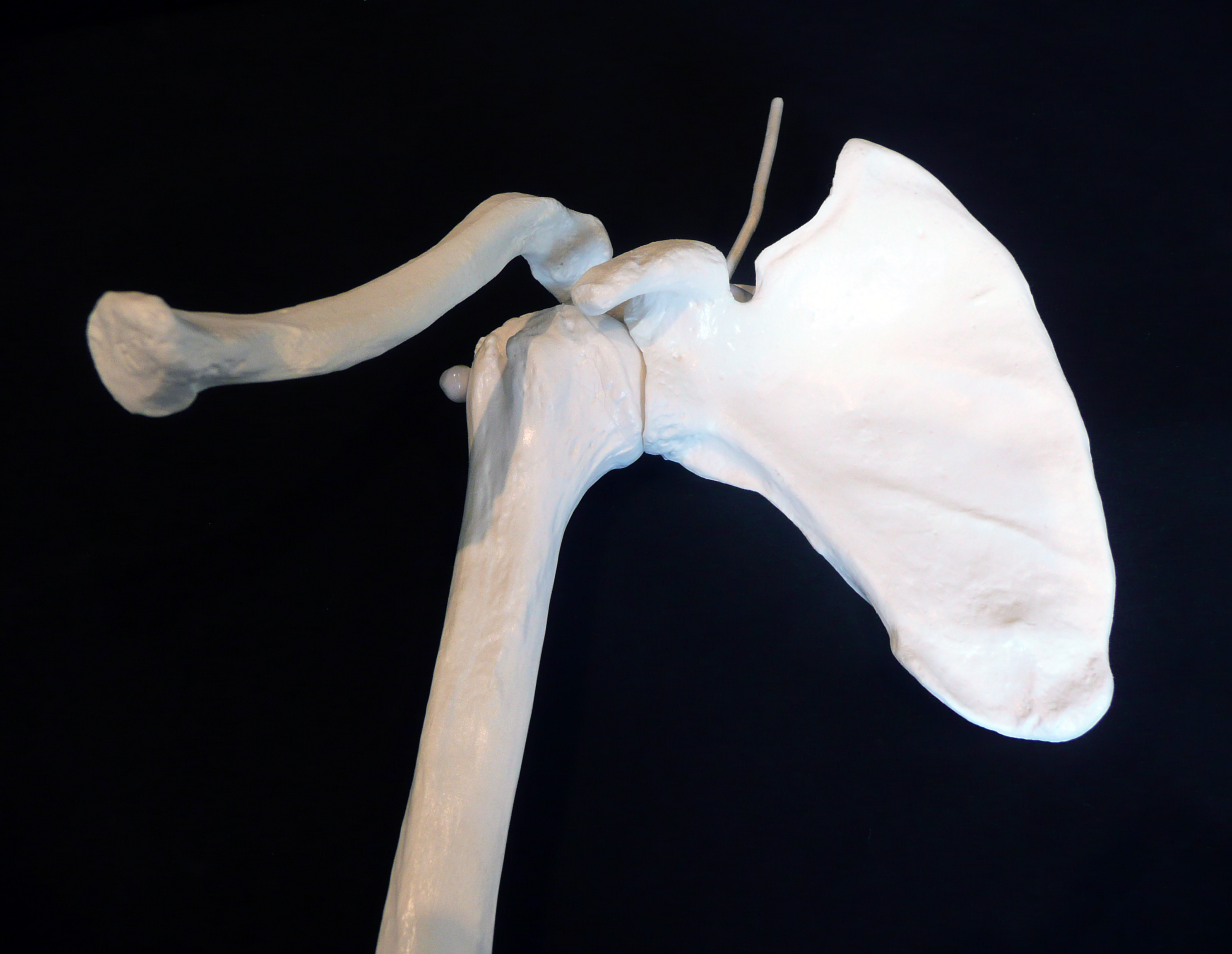 Anatomical Human Skeletal Arm Model | Joint Models – Products – Medical