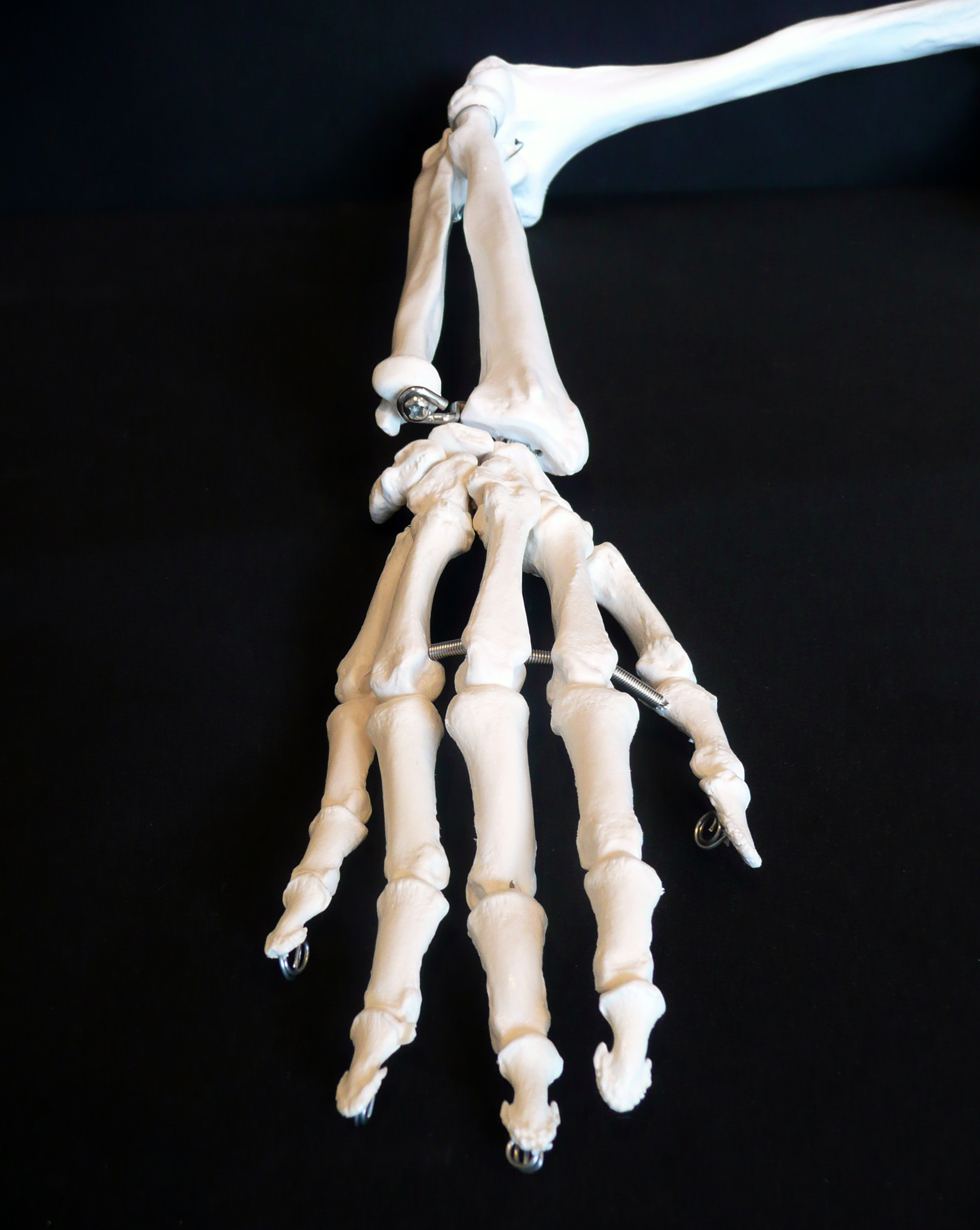 anatomical-human-skeletal-arm-model-joints-products-medical-models