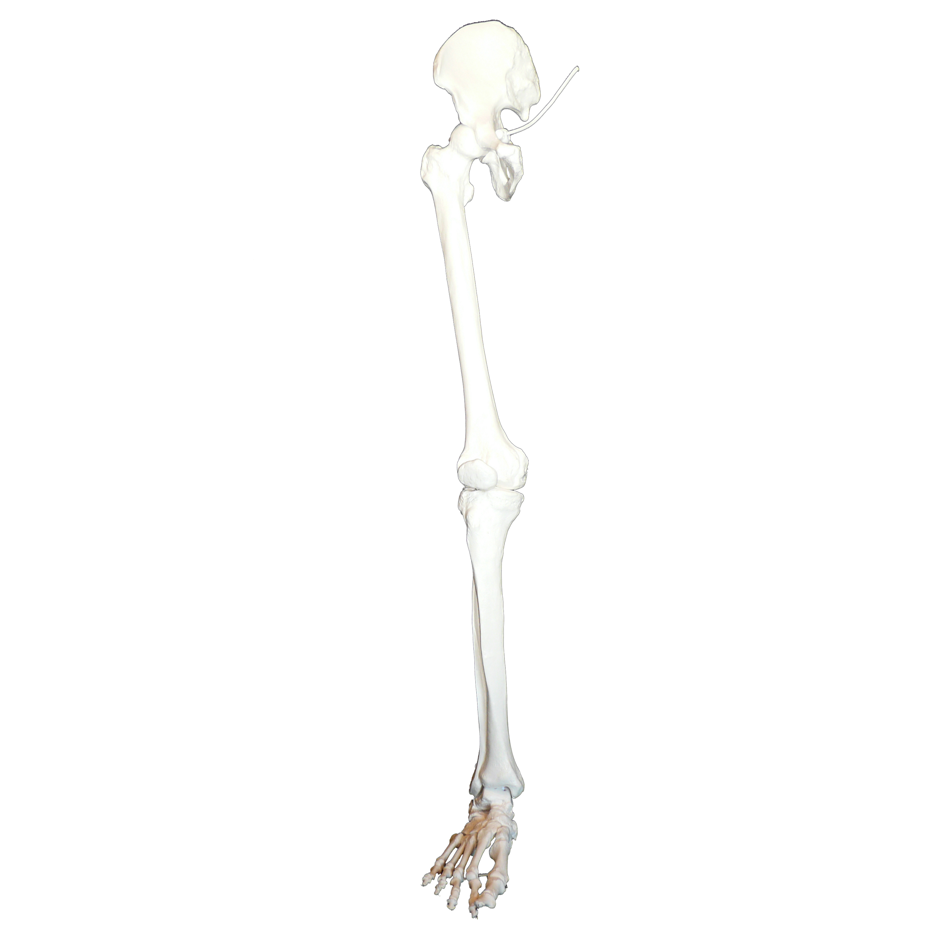 Anatomical Human Skeletal Leg Model | Joints – Products – Medical Models