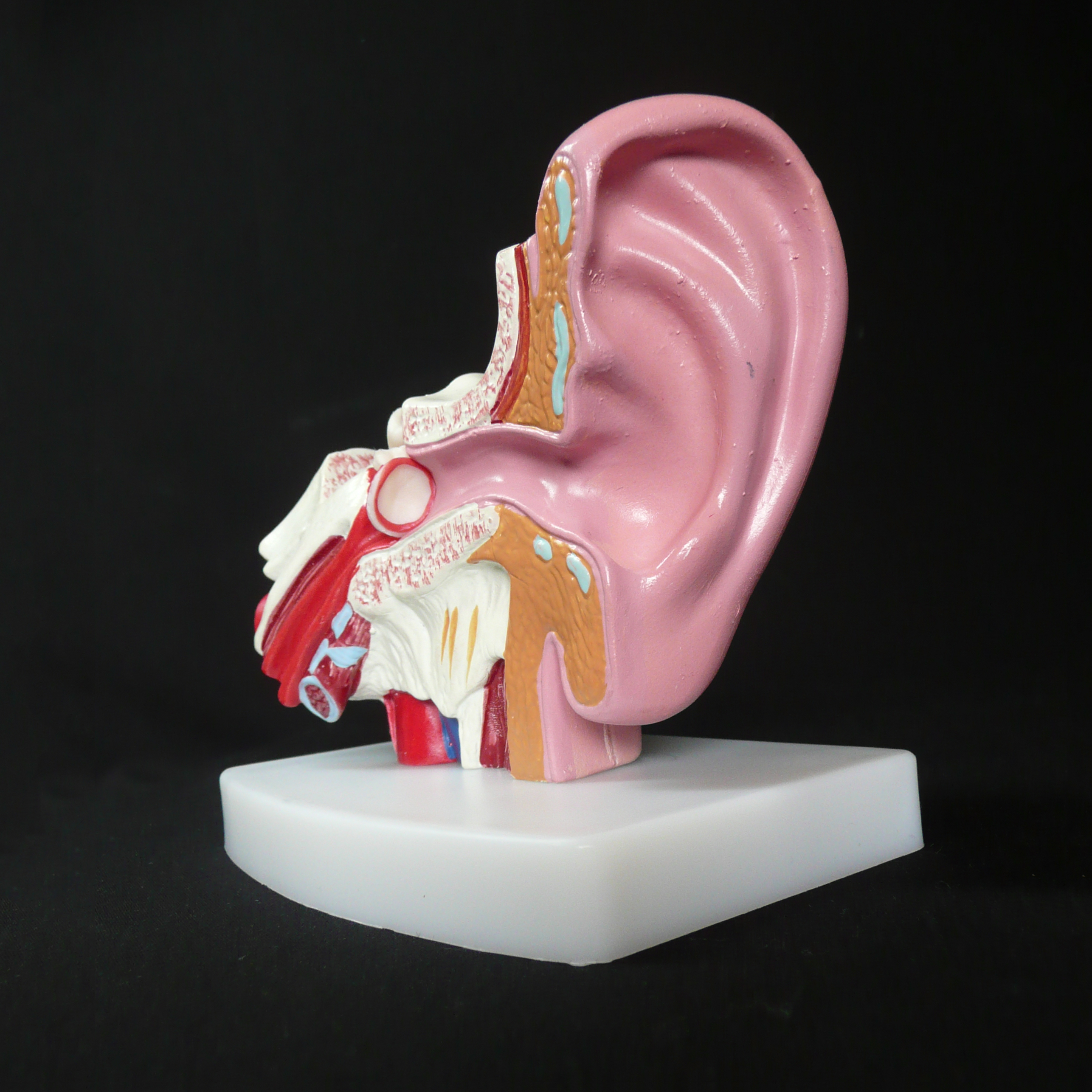 Anatomical Human 1.5x Life-Size Ear Model | Ear Models – Products ...