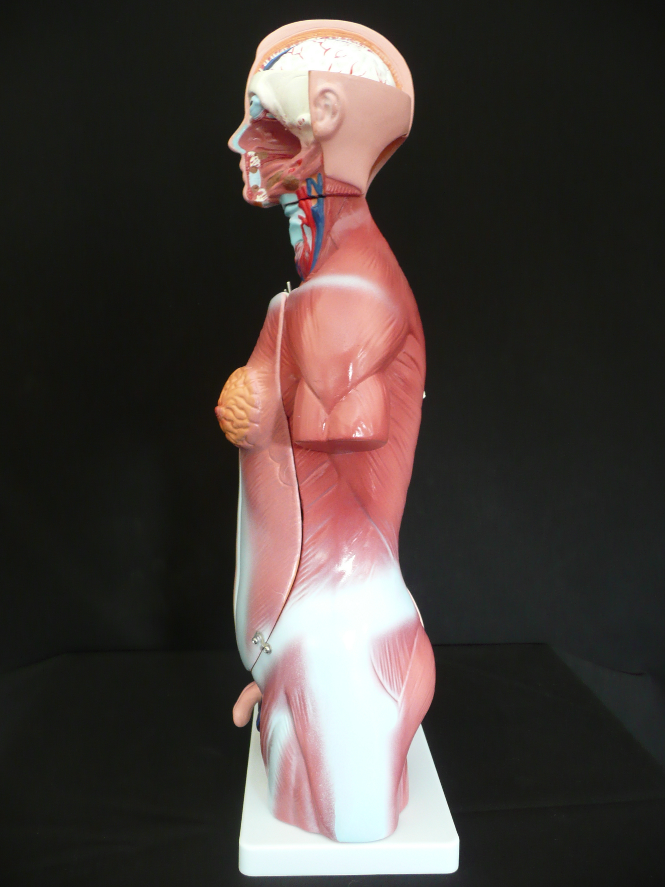figure 2.7 human torso model