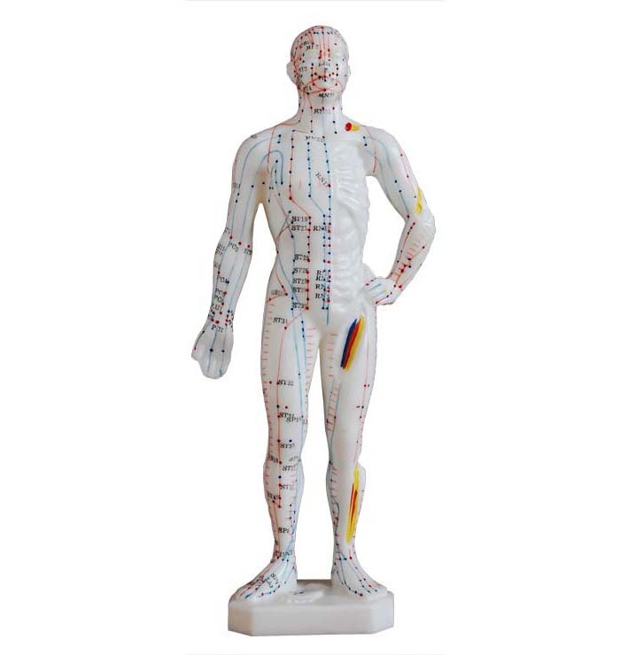 Anatomical Human 26cm Tall Acupuncture Model Acupuncture Models