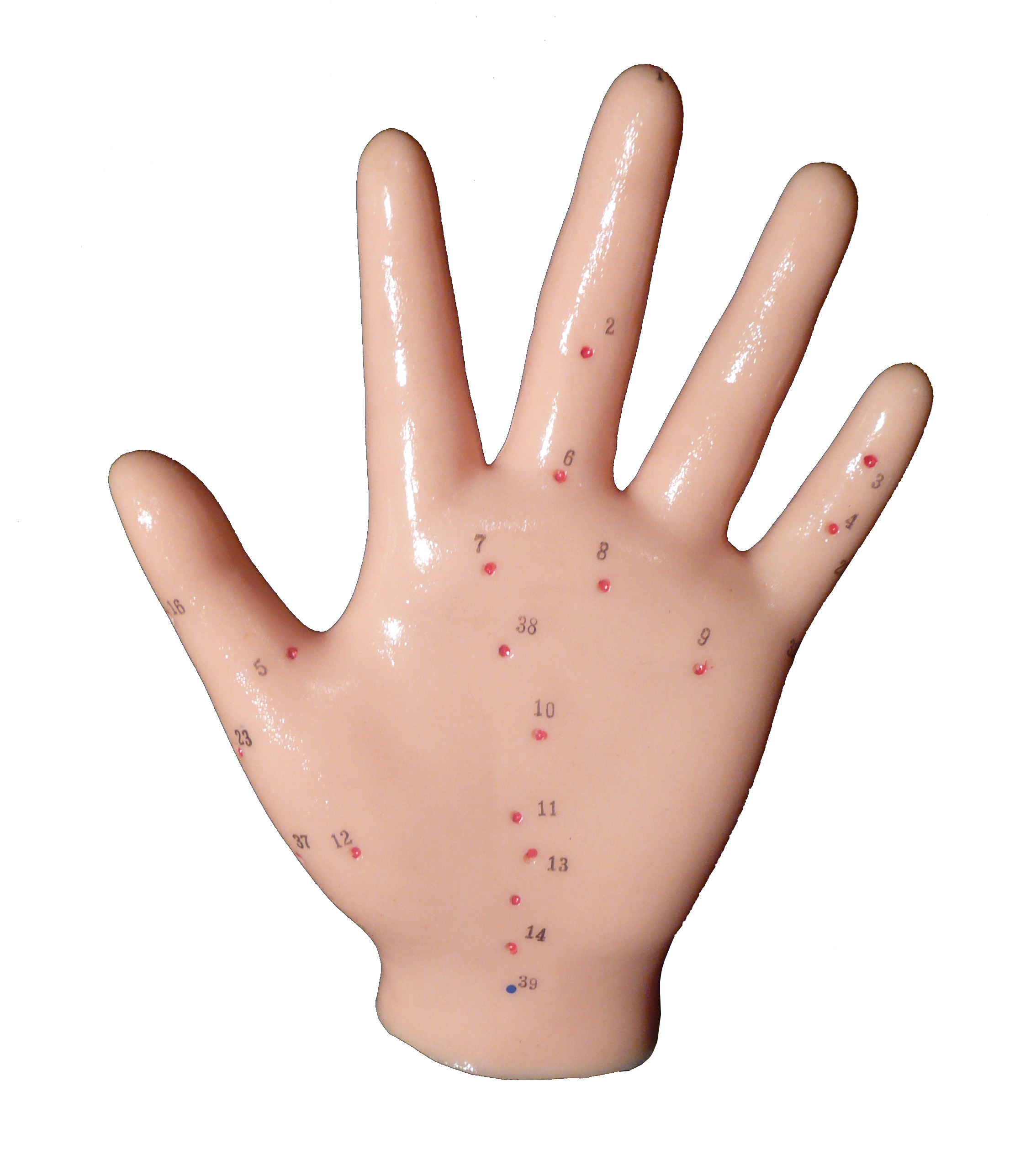 Anatomical Human Hand Acupuncture Model | Acupuncture Models – Products ...