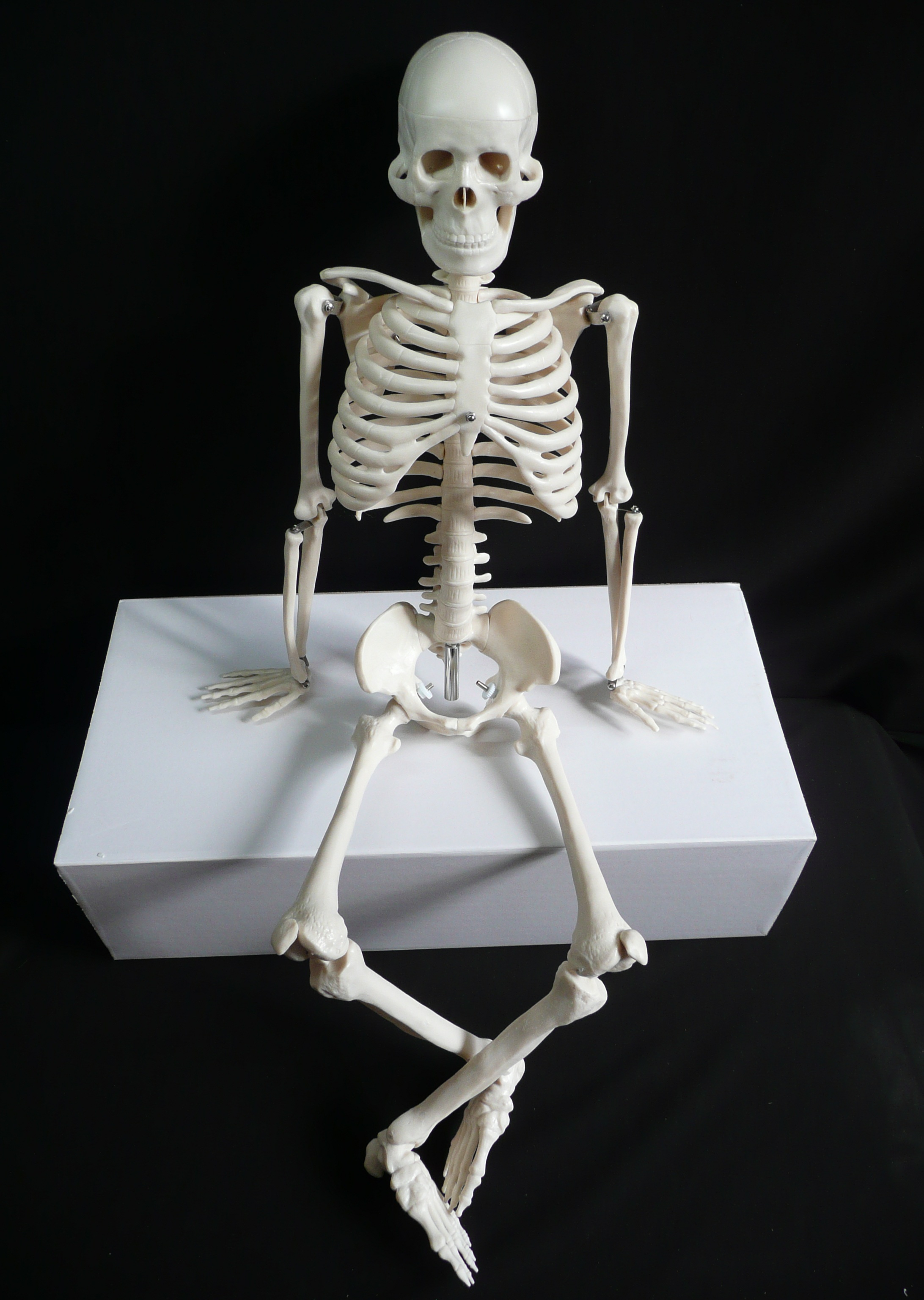skeleton model