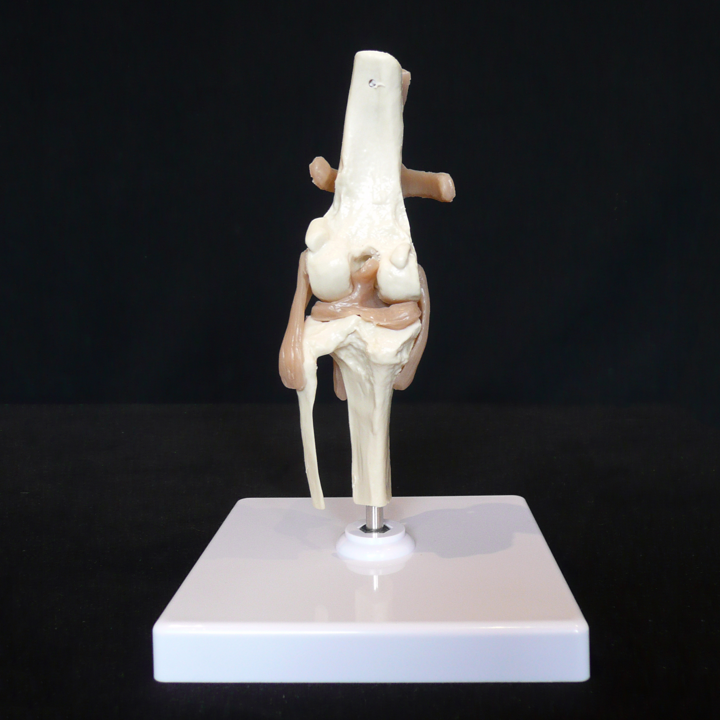Anatomical Canine/Dog Knee Joint Model Animal Models Products