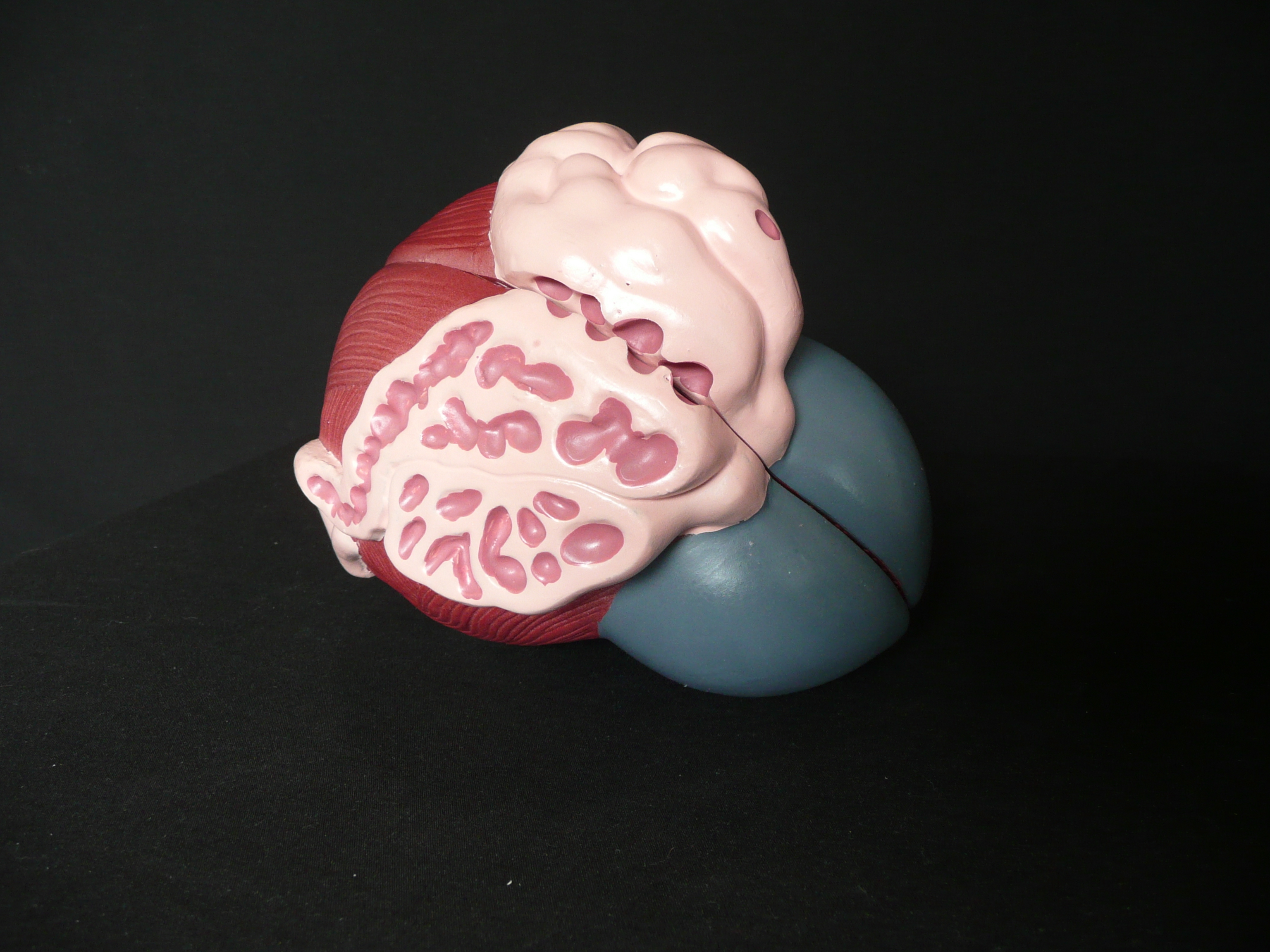 Anatomical Human Male Urinary Bladder Prostate Model | Male Anatomy